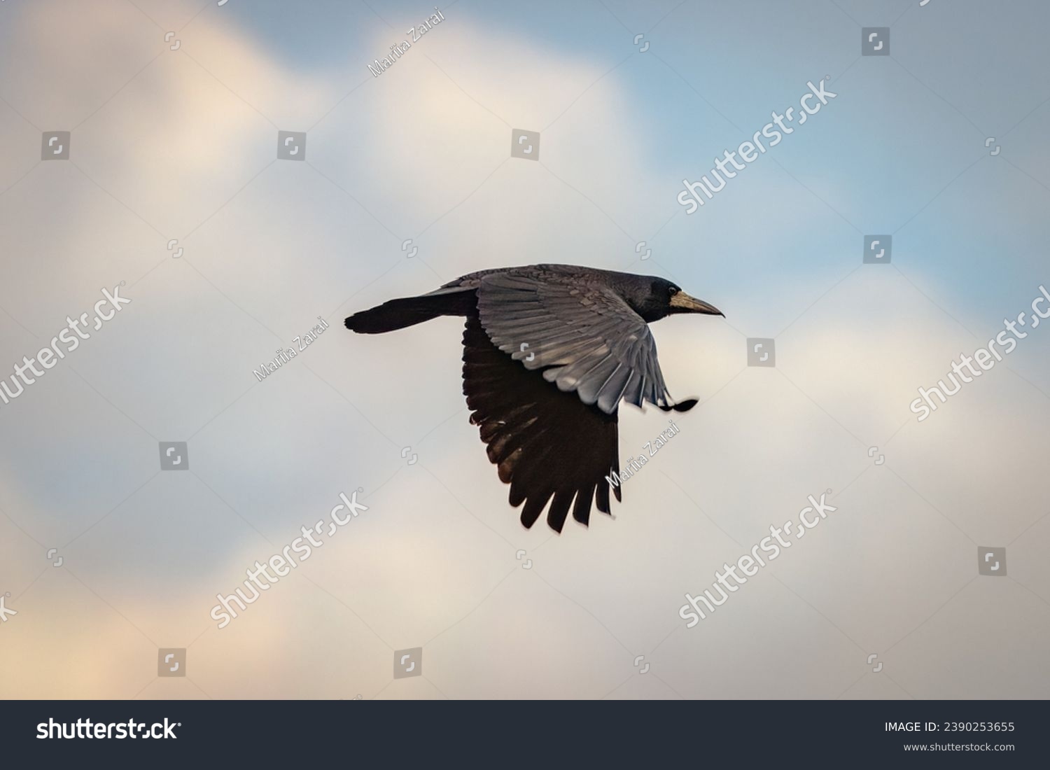 Rook (Corvus frugilegus) flights in the sky. Close-up portrait of a black plumage bird in flight. #2390253655