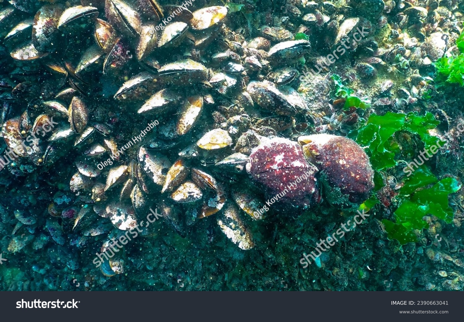 Marine invasive species Veined whelk (Rapana venosa), the mollusk slowly climbs out of the cow and turns it over. Black Sea #2390663041