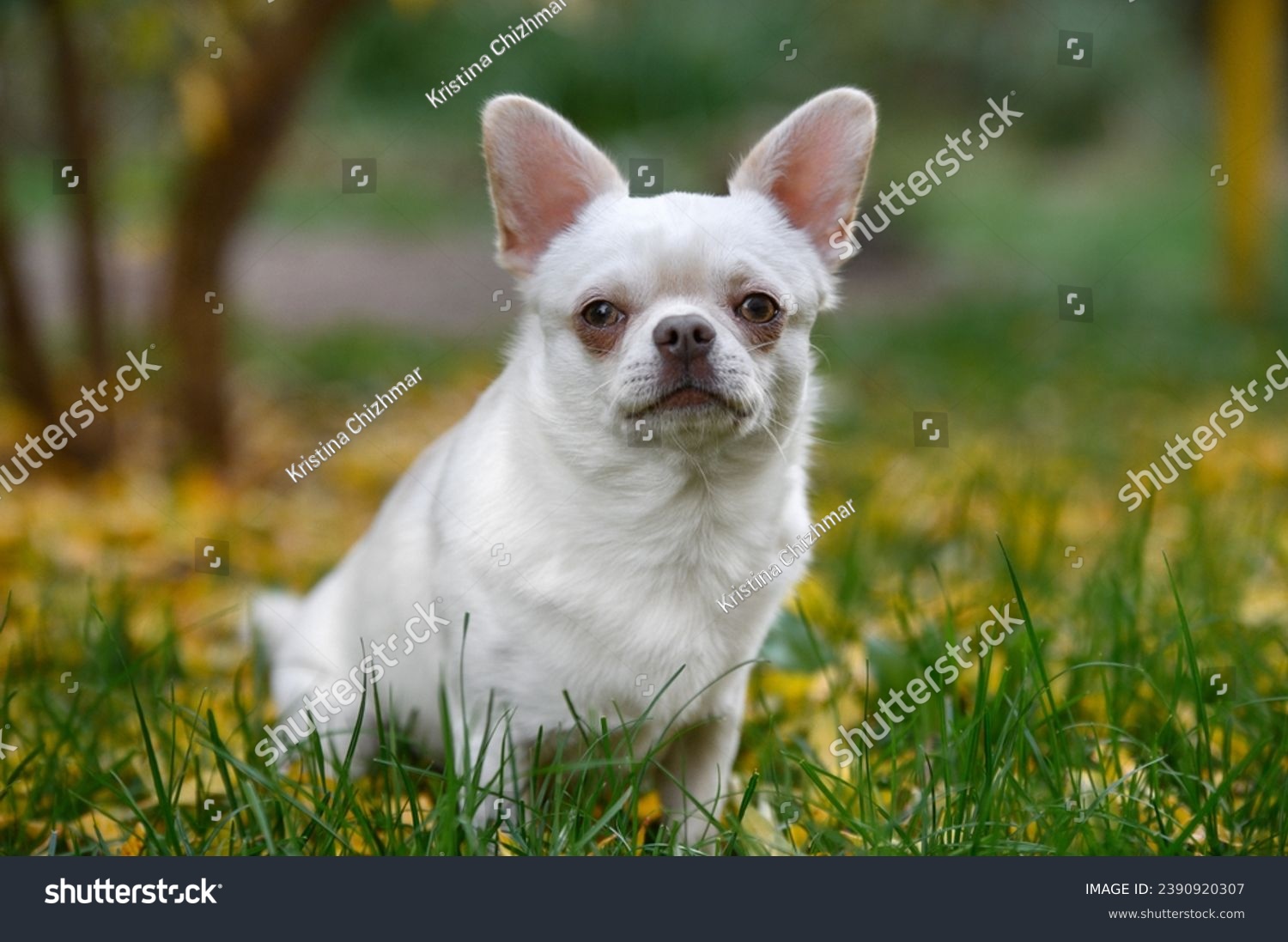 white chihuahua dog sitting outdoors in autumn #2390920307