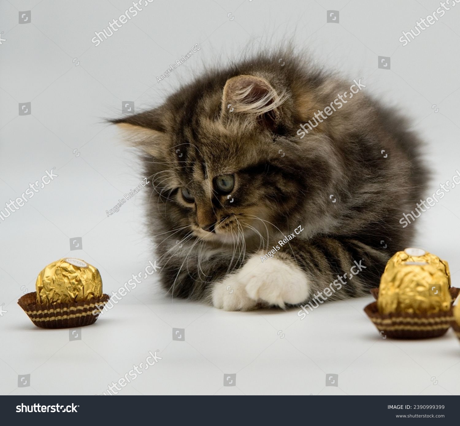 Siberian kitten and chocolate pralines #2390999399