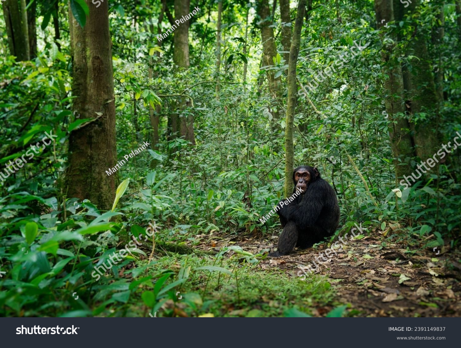 Common or Robust Chimpanzee - Pan troglodytes also chimp, great ape native to the forest and savannah of tropical Africa, humans closest living relative, in the rainforest of Uganda, Cameroon, Congo. #2391149837