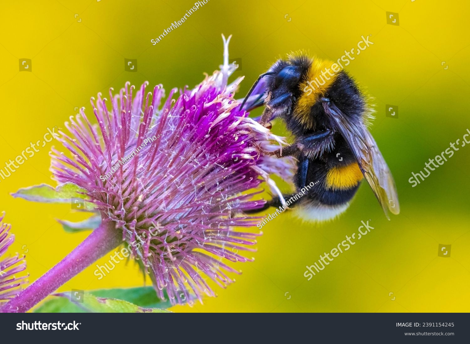 Closeup of a Bombus terrestris, the buff-tailed bumblebee or large earth bumblebee, feeding nectar of pink flowers  #2391154245