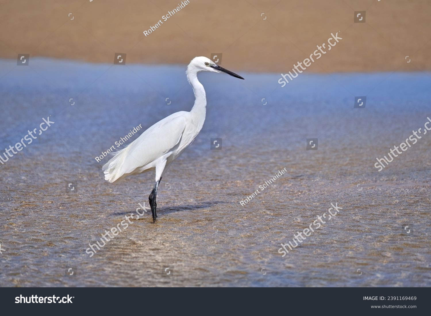 Little Egret (Egretta garzetta) standing in the shallow water of a lagoon, with brown sand in the background   #2391169469