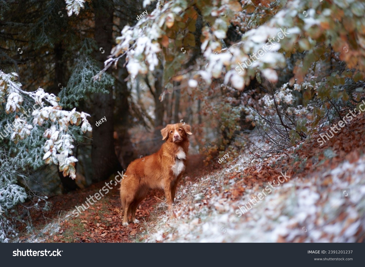 solitary Nova Scotia Duck Tolling Retriever dog stands amidst a dusting of snow, a blend of autumn warmth and winter's chill #2391201237
