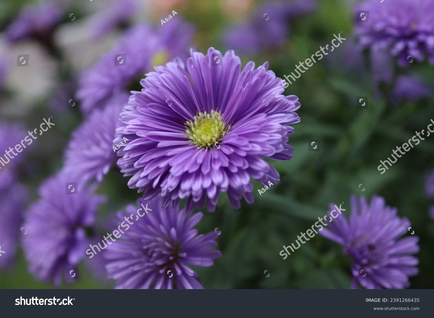 An European Michaelmas-daisy or aster in a garden #2391266435