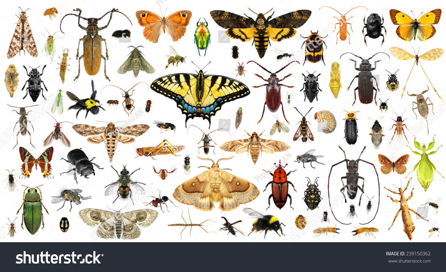 Set of insects on a white background #239150362