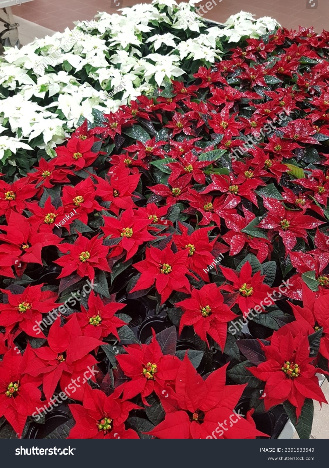 Poinsettia in a pot. Red and white Poinsettia Flowers on a Christmas Market. #2391533549