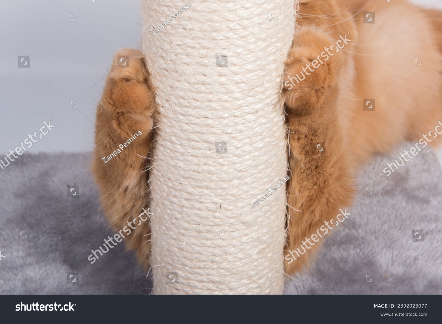 Red cat sharpens its claws on the scratching post #2392023077