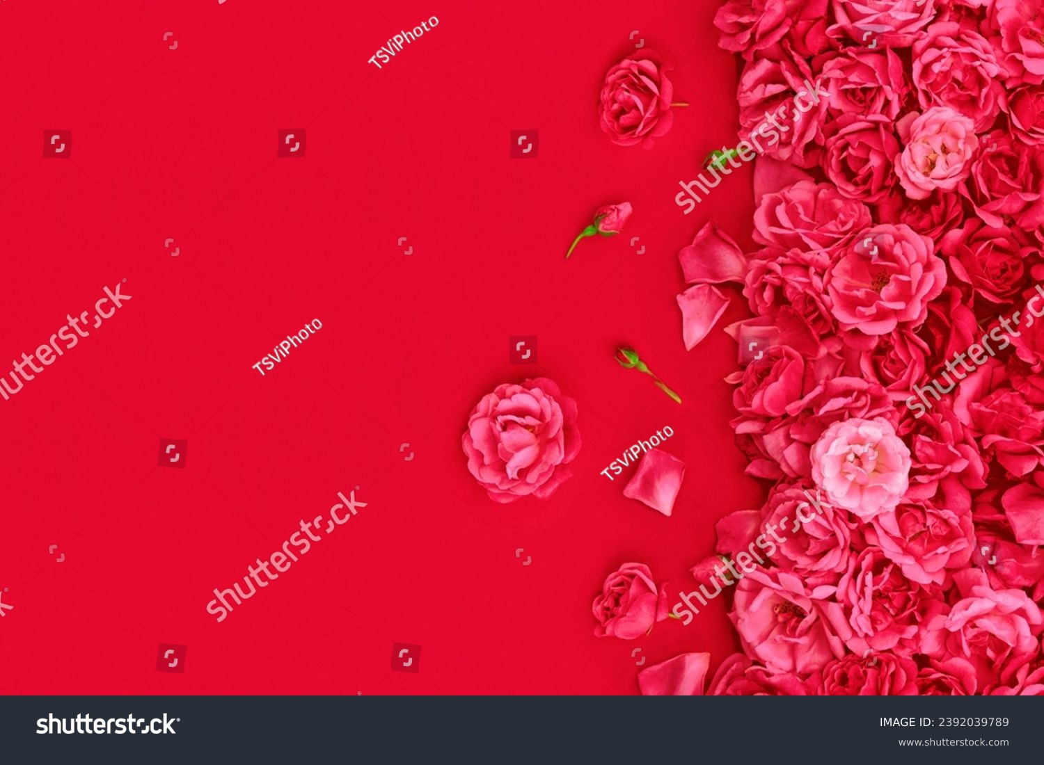 Red roses pattern background for design of invitation, greeting card, valentine, wallpaper. #2392039789