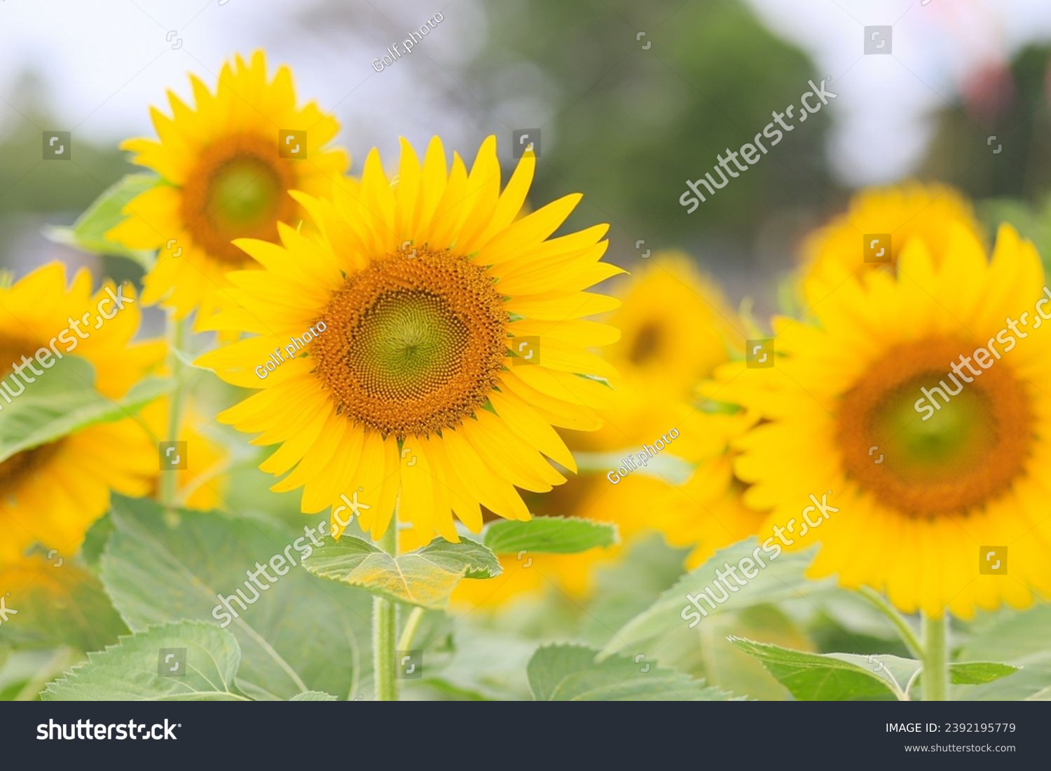 Seelctive focus Vibrant yellow sunflower with fresh petals in nature's beauty on blur background #2392195779