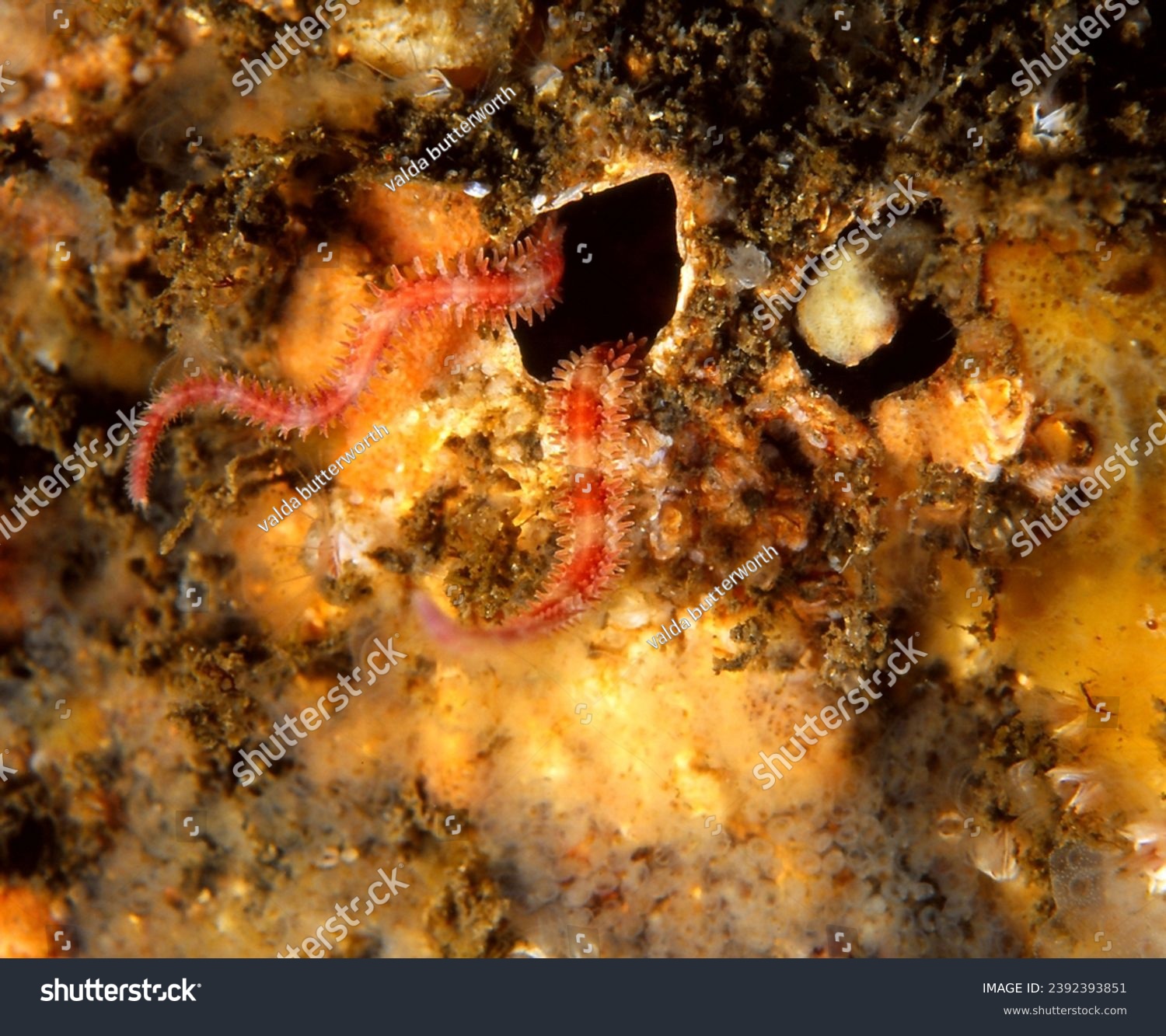close up of crevice brittle star (also known as a daisy or mottled brittle star) with its twisted arms extending from crevice in  reef wall #2392393851