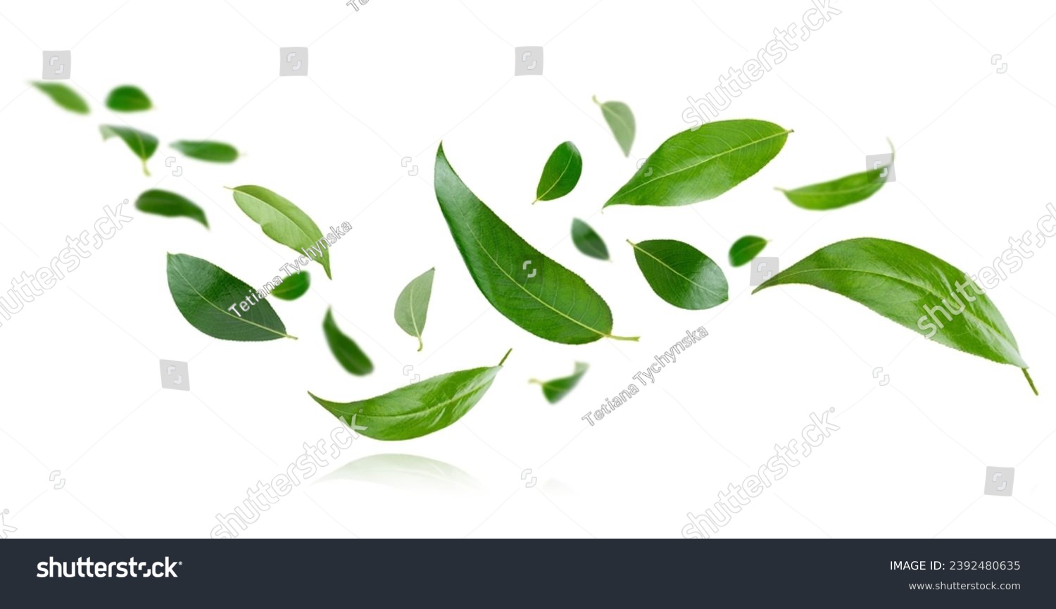 Flying green leaves isolated on white background. #2392480635