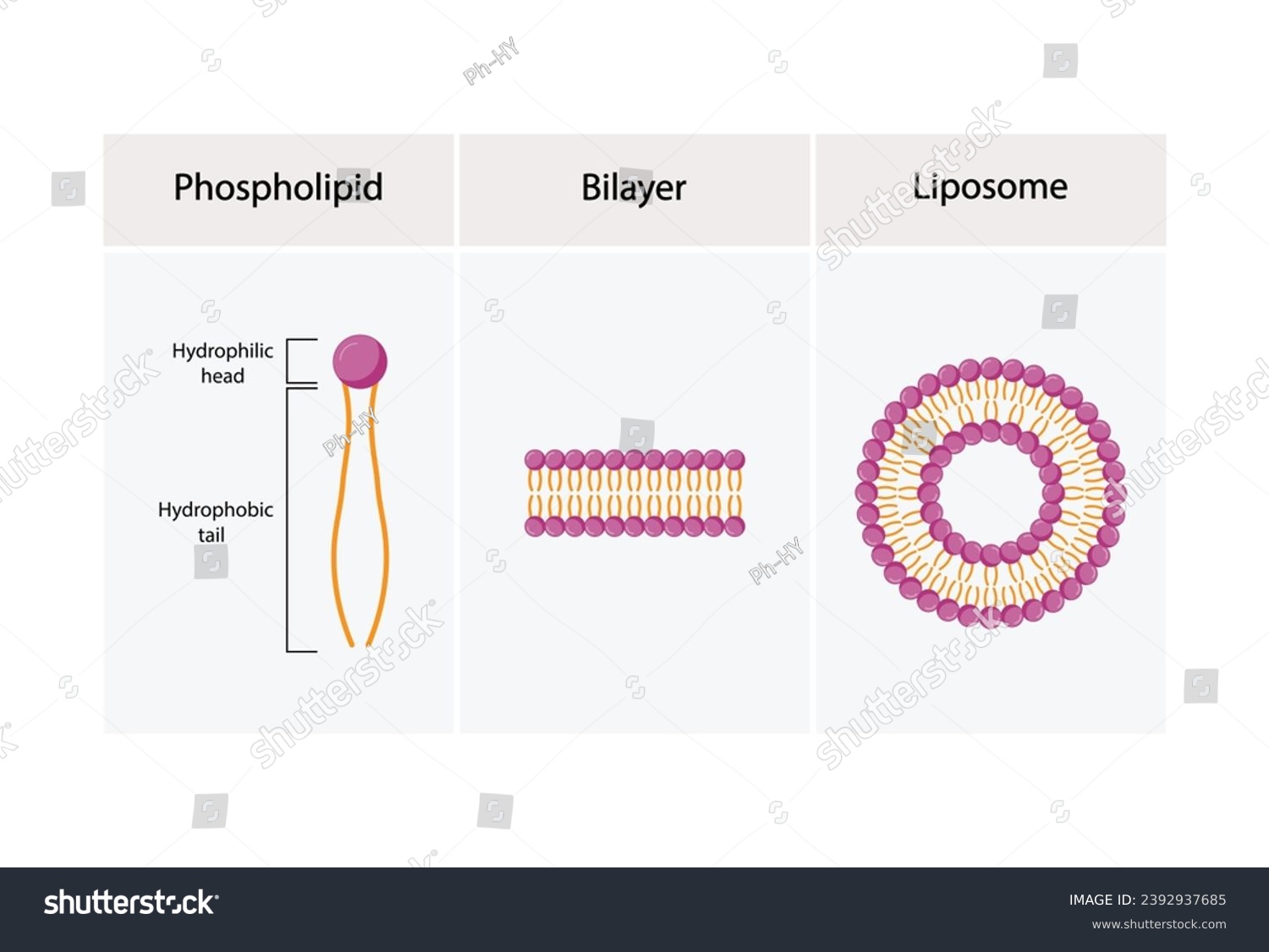 Liposome and bilayer structure. Phospholipid - Royalty Free Stock ...