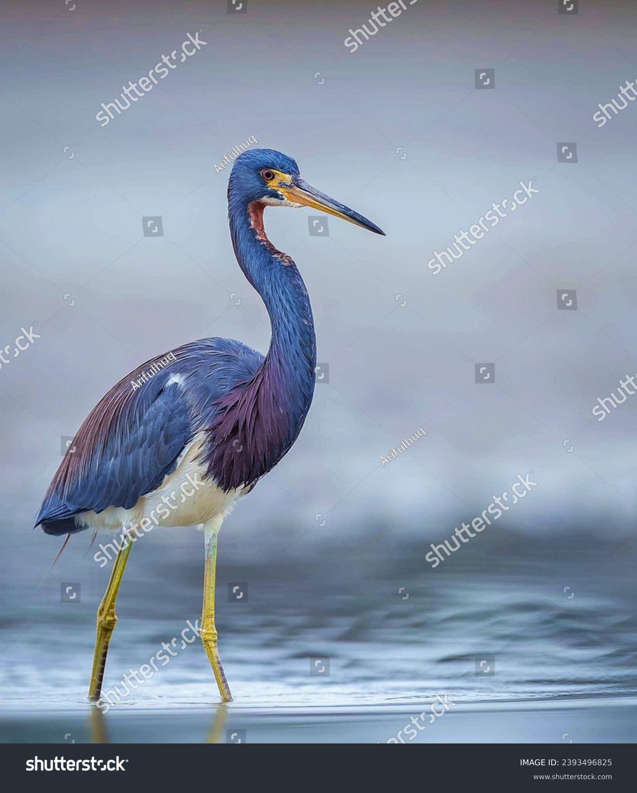 The tricolored heron , formerly known as the Louisiana heron, is a small species of heron native to coastal parts of the Americas.  #2393496825