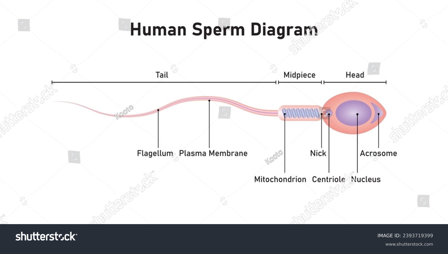 Human Sperm Diagram Scientific Design Vector Royalty Free Stock