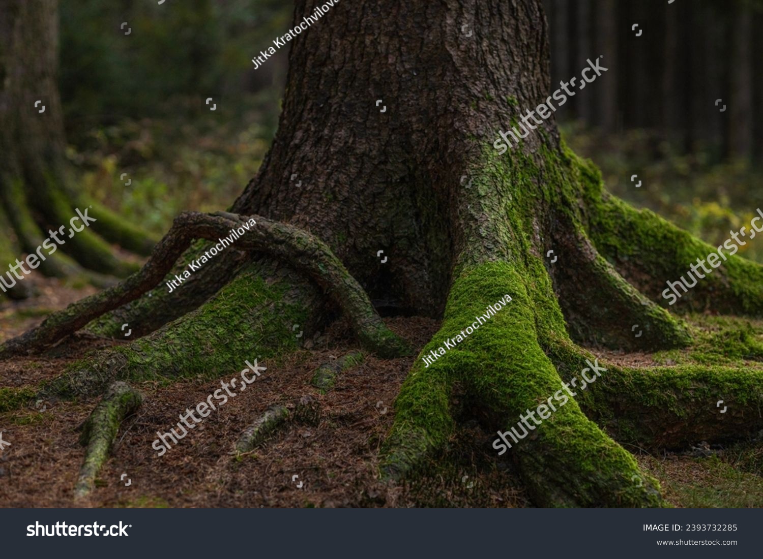 The mysterious tree and its roots #2393732285
