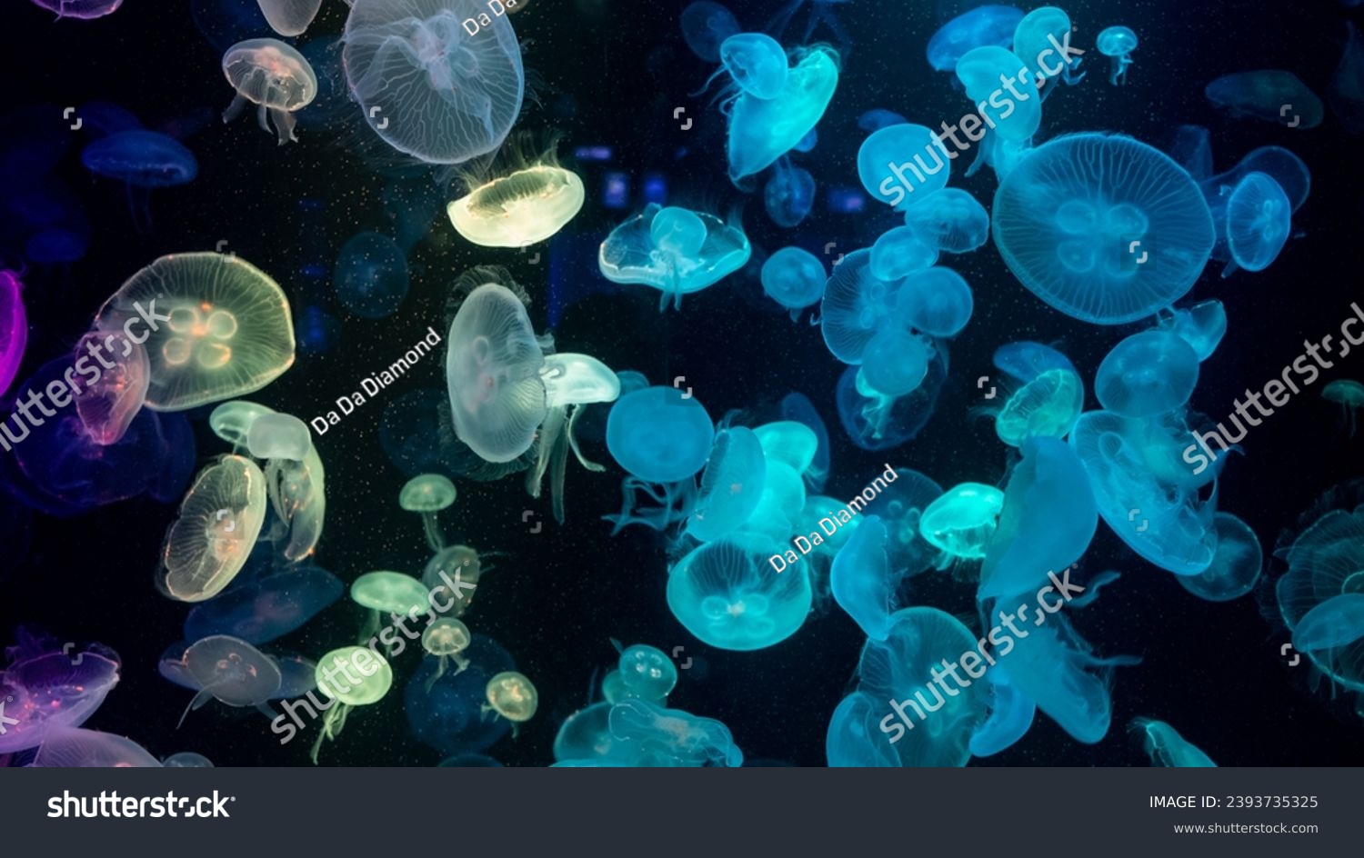 Colorful Jellyfish underwater, Jellyfish moving in water. Beautiful light reflection on Jellyfish in the aquarium. #2393735325