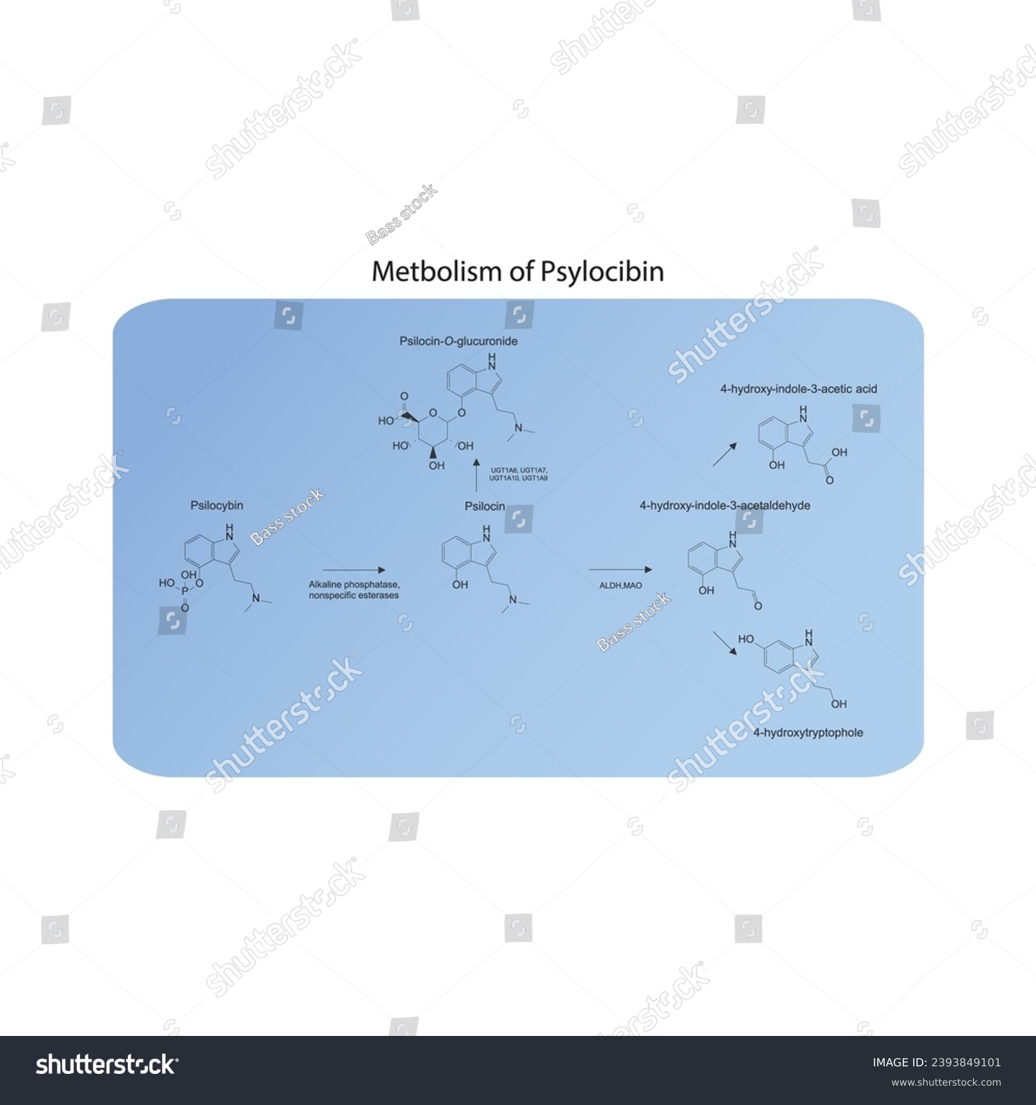 Diagram showing metabolism of Psilocybin - Royalty Free Stock Vector ...