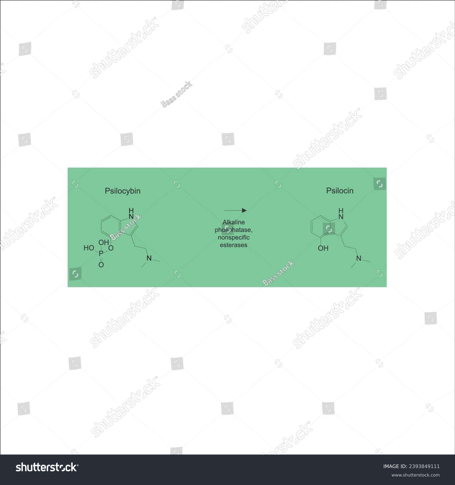 Diagram showing metabolism of Psilocybin to - Royalty Free Stock Vector ...