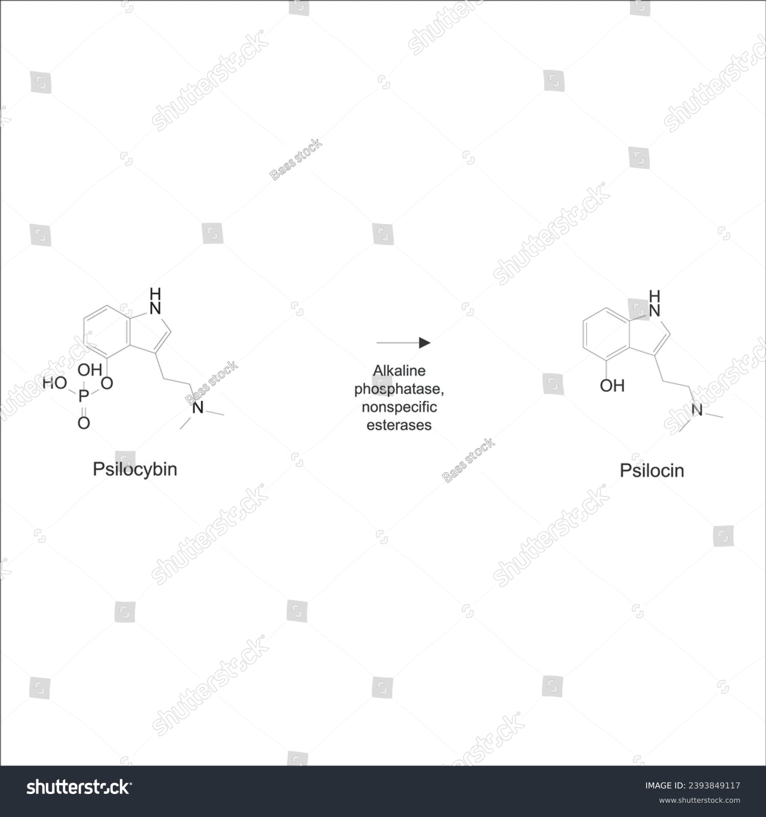 Diagram showing metabolism of Psilocybin to - Royalty Free Stock Vector ...