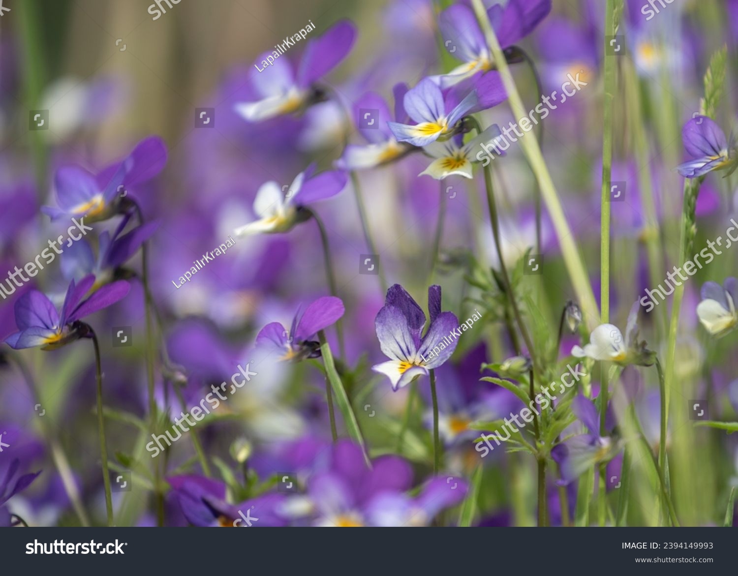 Viola tricolor is a common European wild flower, growing as an annual or short-lived perennial. The species is also known as wild pansy #2394149993