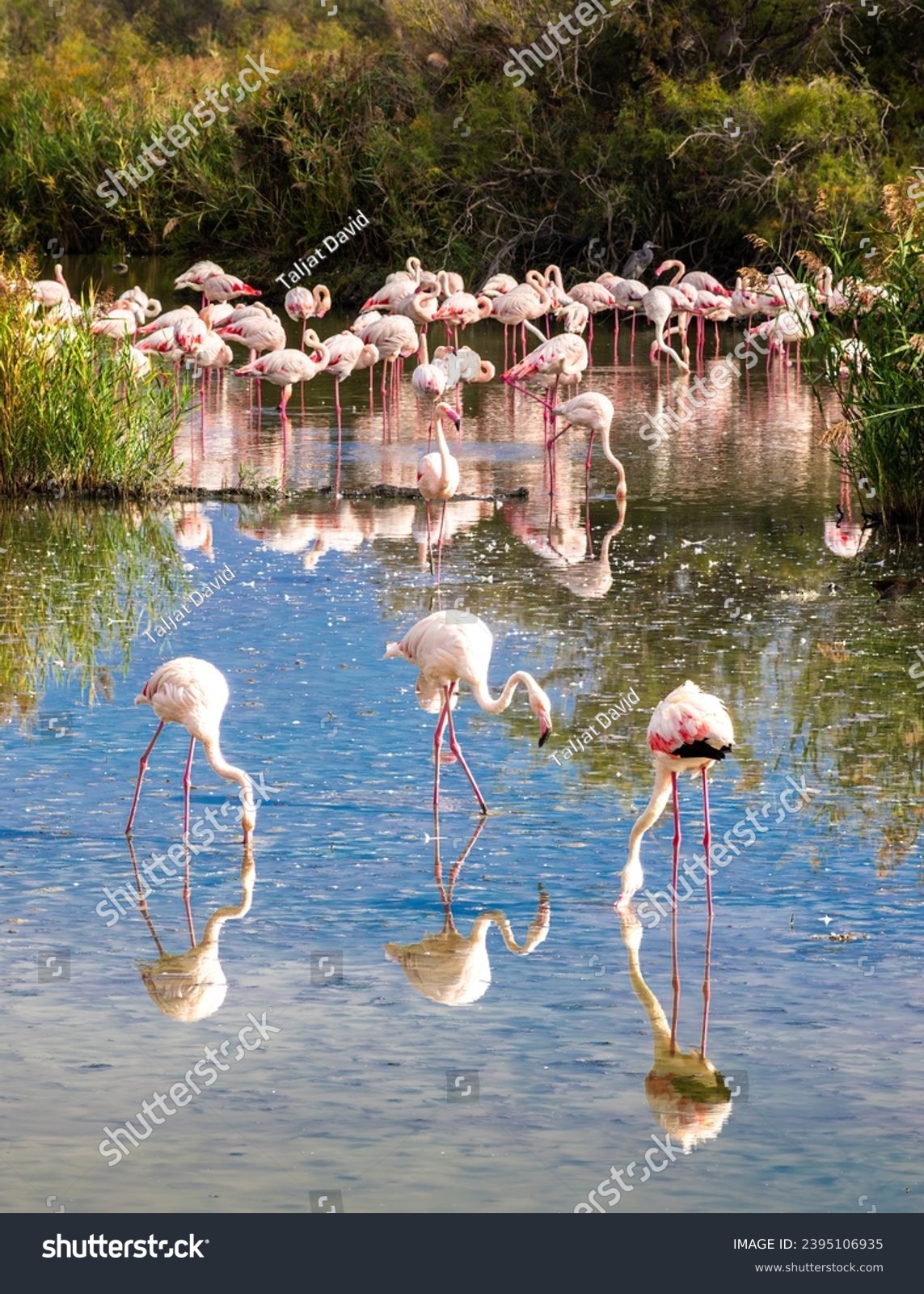 Group of greater Flamingos in the water in the nature habitat of Camargue, France. Wildlife scene from nature. #2395106935