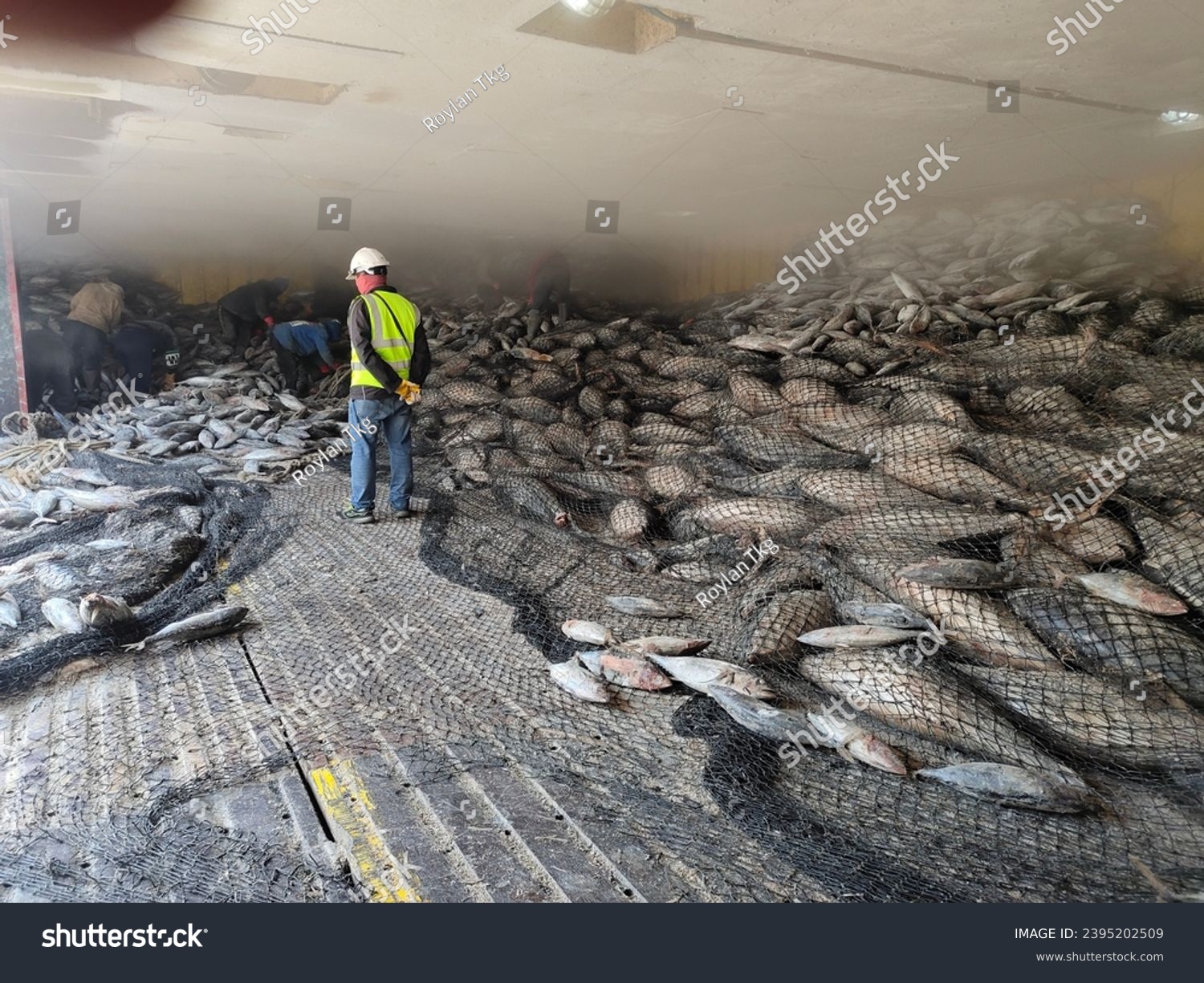 During transshipment frozen Yellowfin and Skipjack tuna inside large net, Loading and unloading from ship to factory. Located in the port area and import, working control, transport cargo concept #2395202509