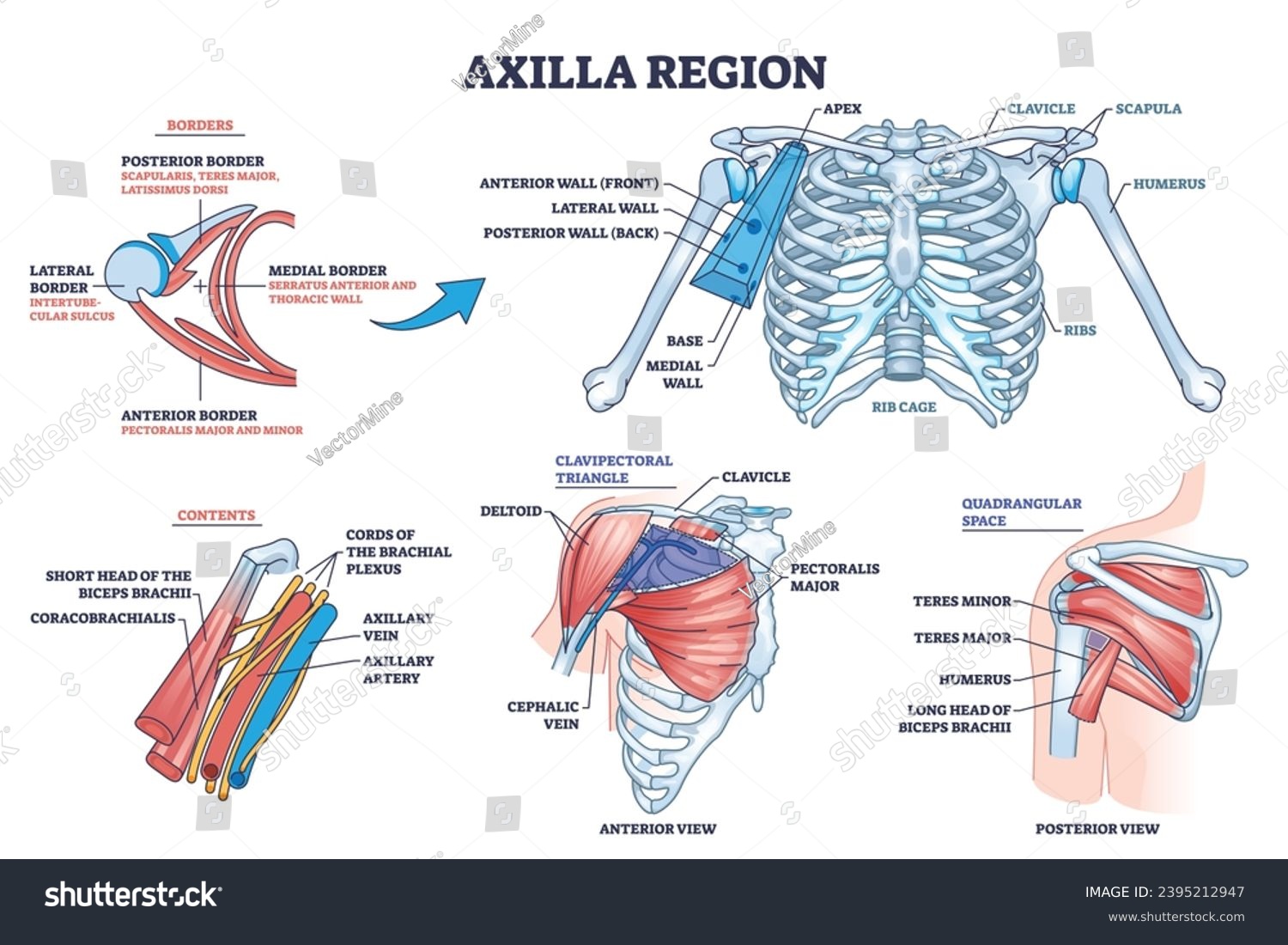 Axilla region anatomy with skeletal or muscular - Royalty Free Stock ...