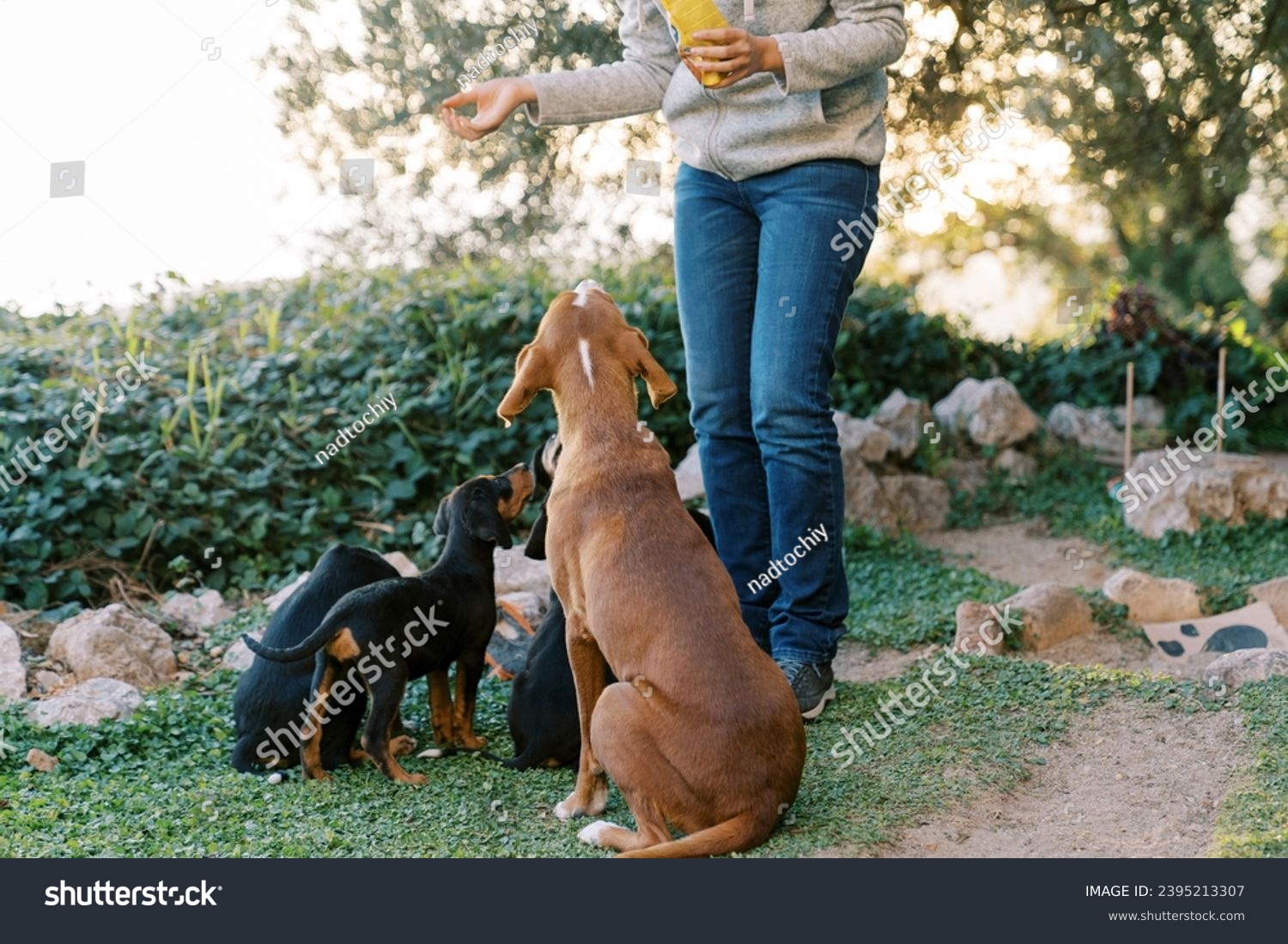 Woman feeding dry food to mother dog and puppies in park. Cropped. Faceless #2395213307
