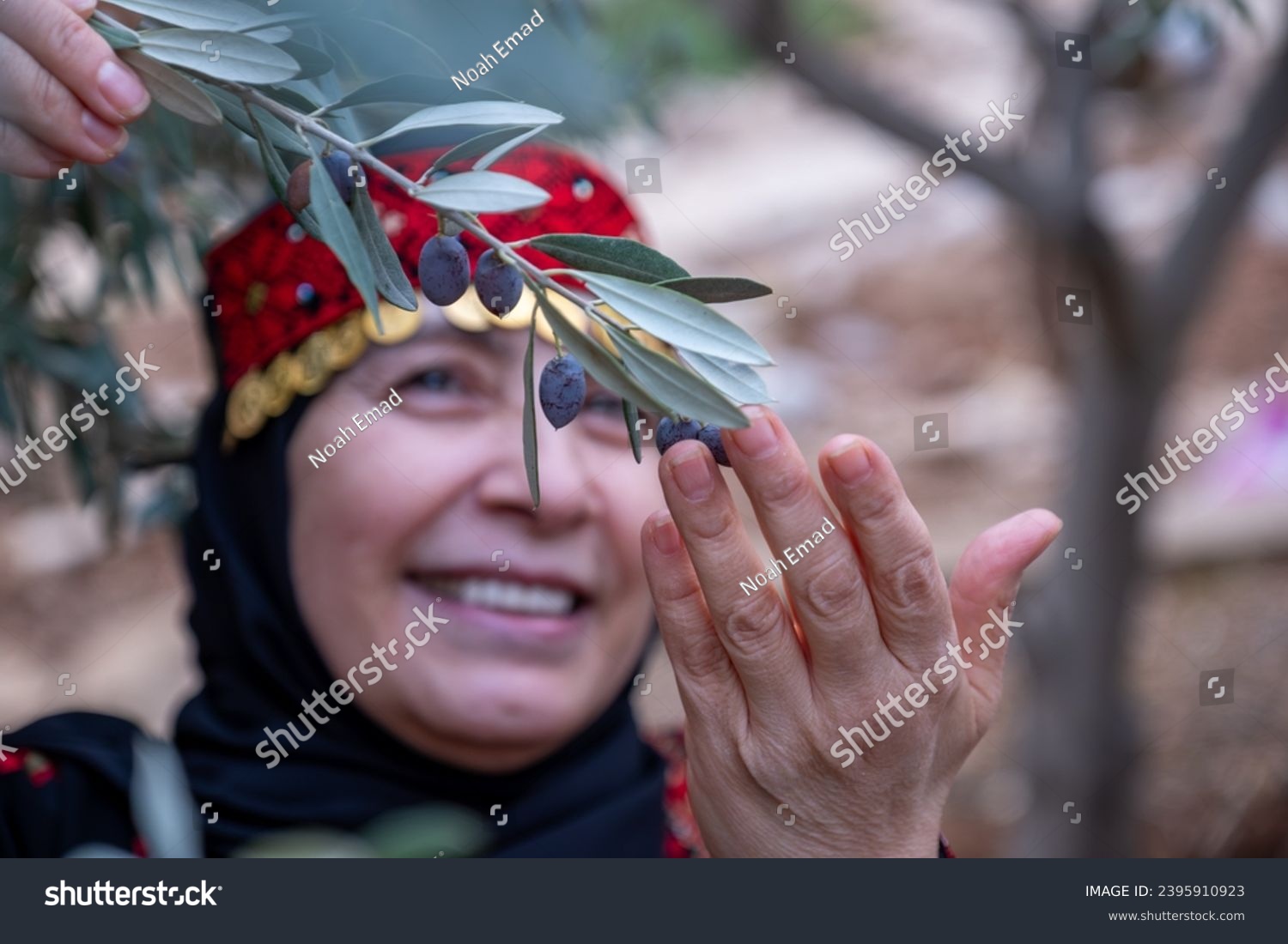 Portrait Of woman wearing palestinian traditional clothes in olive trees field holding branch in her hand with smile on her face #2395910923
