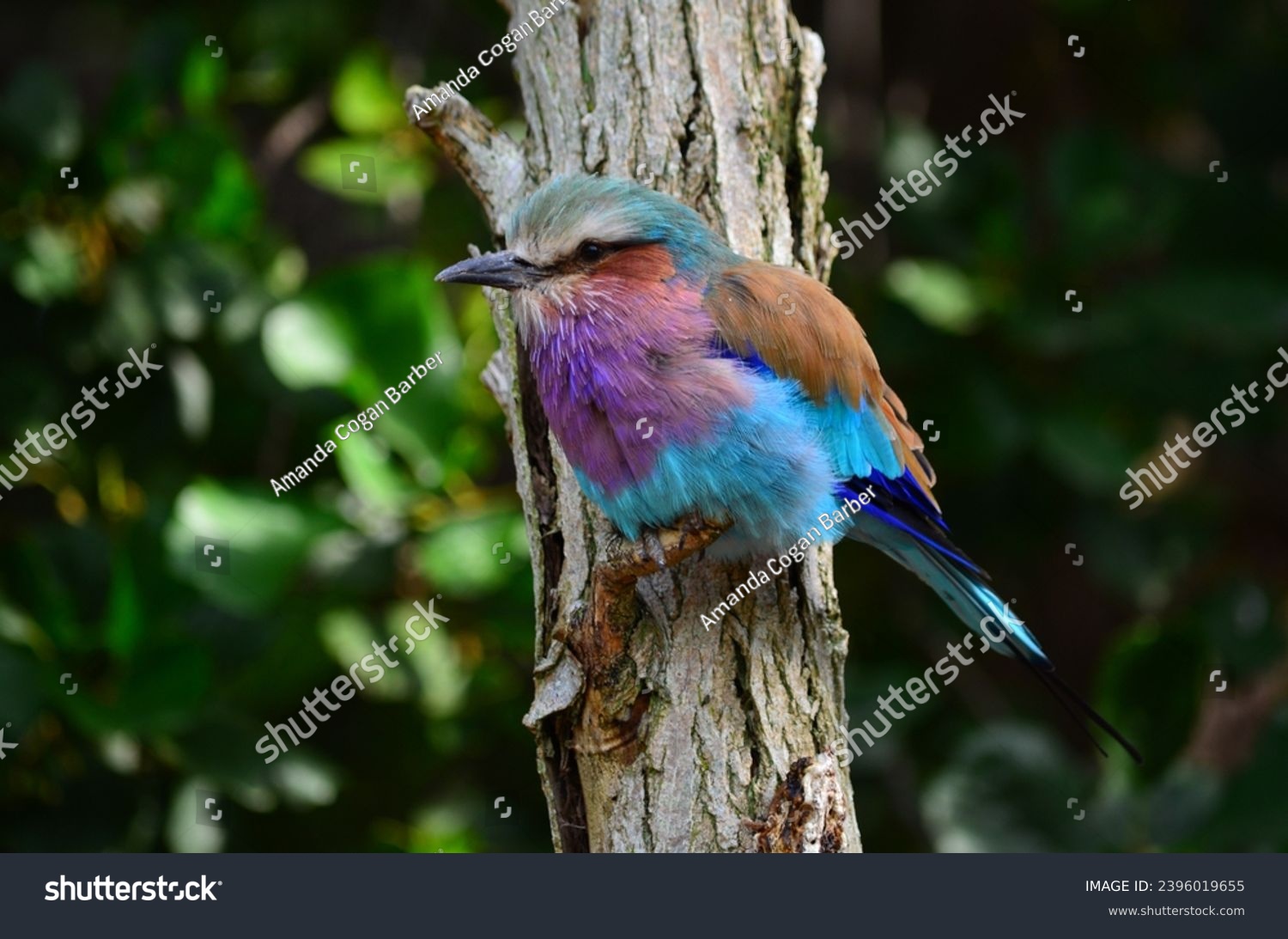A beautiful multi colored Lilac Breasted Roller Bird sits perched on the short broken Branch of a narrow Tree Trunk with rough Bark. This is an anisodactyl African Avian that is vibrant and chunky. #2396019655