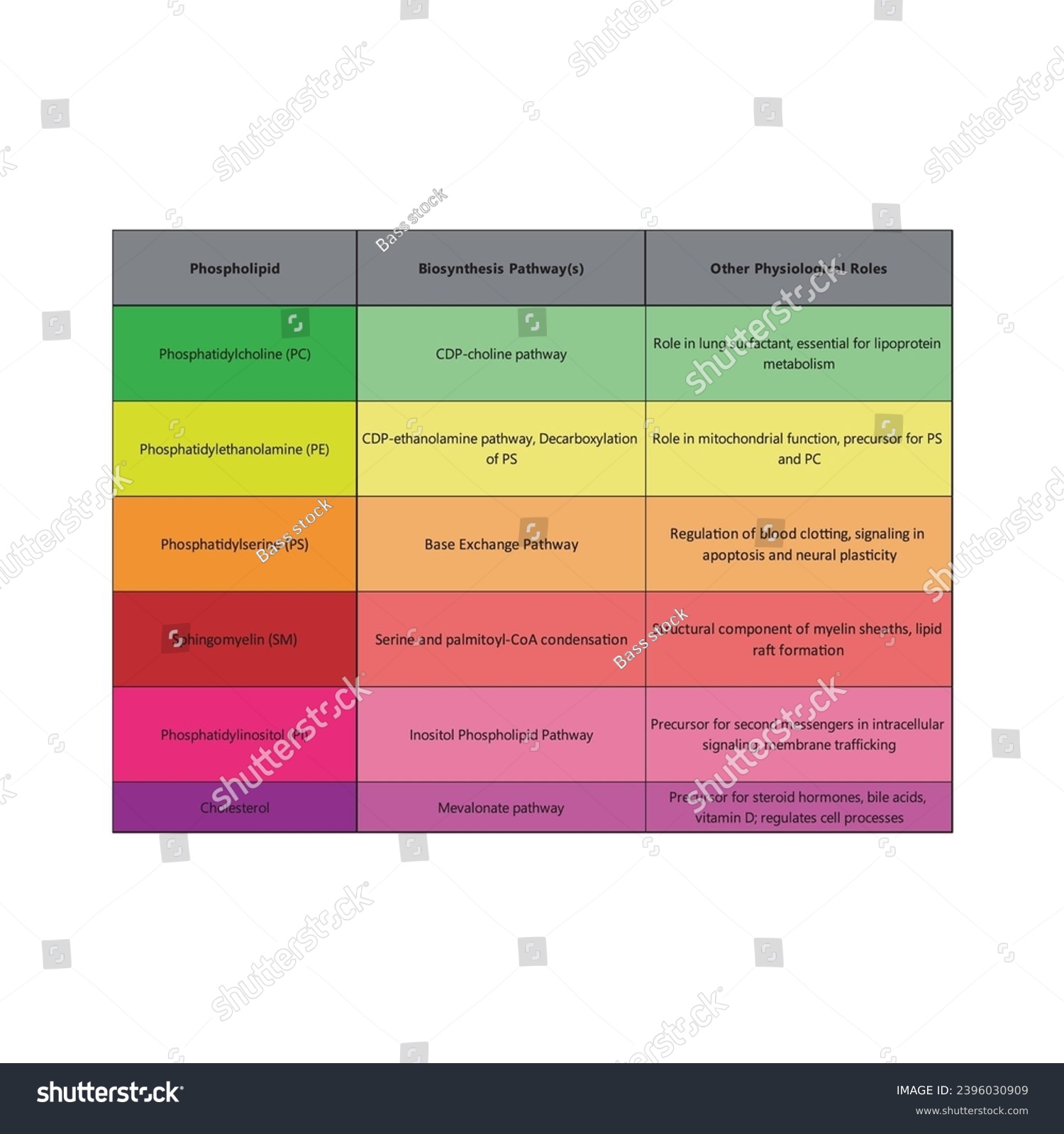 Table showing Phospholipids types, biosynthesis - Royalty Free Stock ...