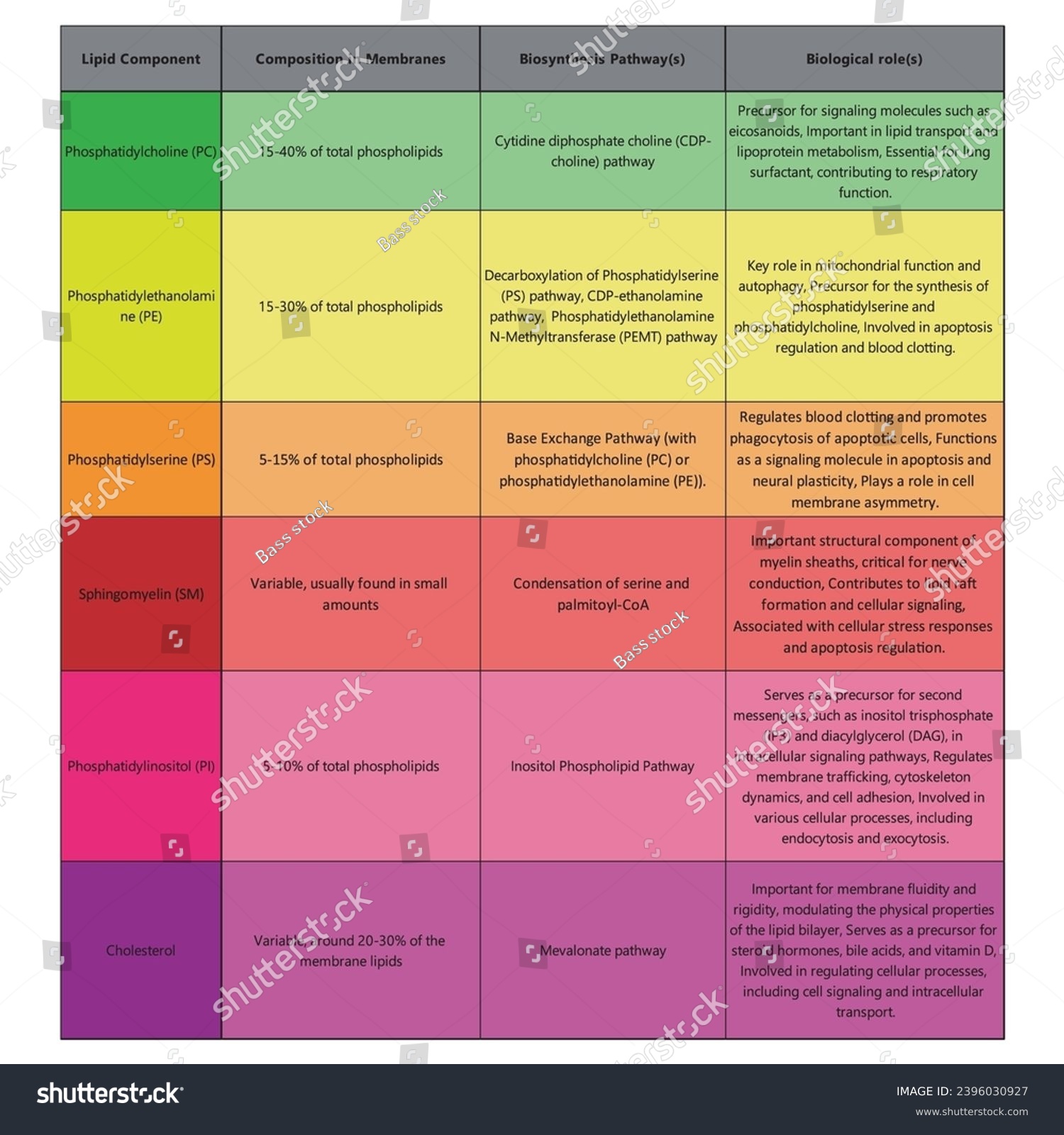 Table showing Phospholipids types, membrane - Royalty Free Stock Vector ...