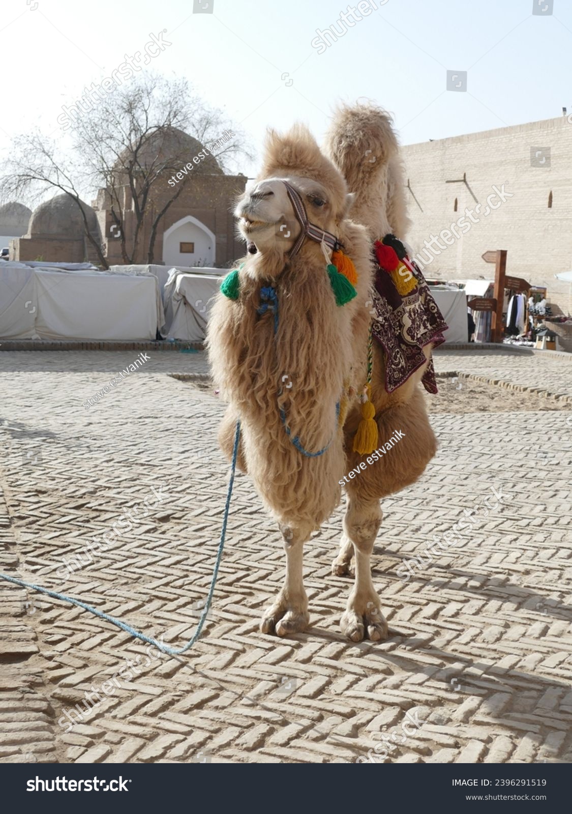 Bactrian Camel (Camelus bactrianus) poses in a small square in Khiva, Uzbekistan #2396291519