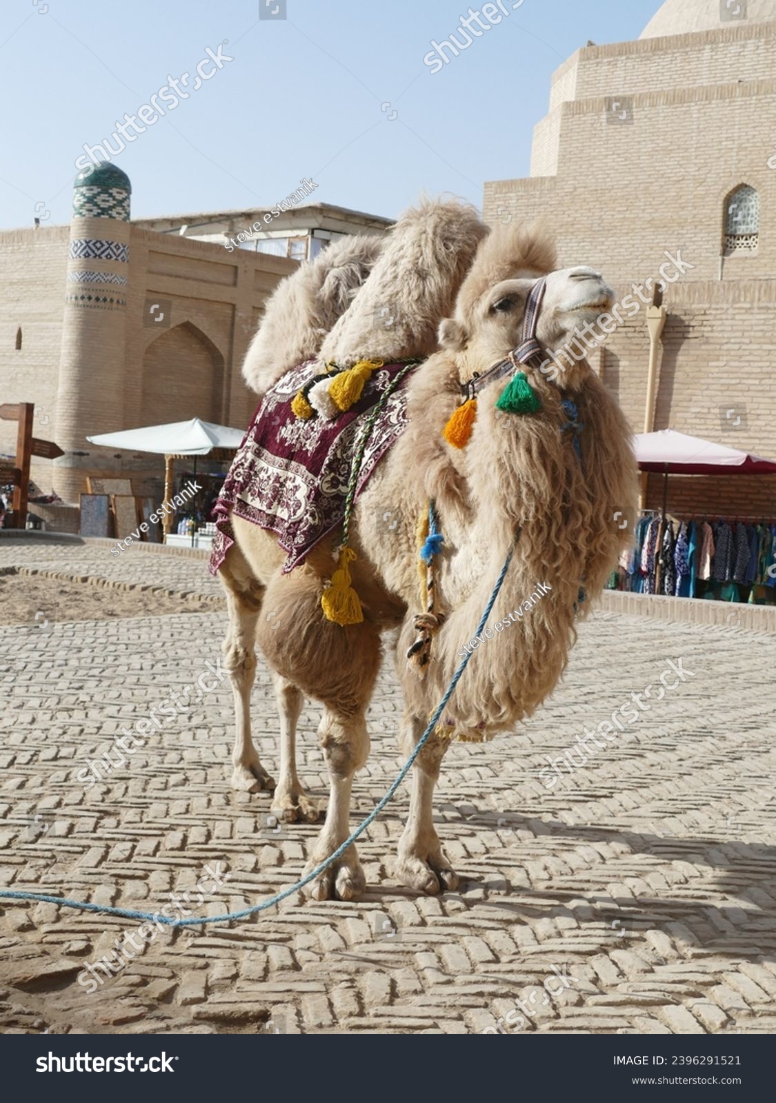 Bactrian Camel (Camelus bactrianus) poses in a small square in Khiva, Uzbekistan #2396291521