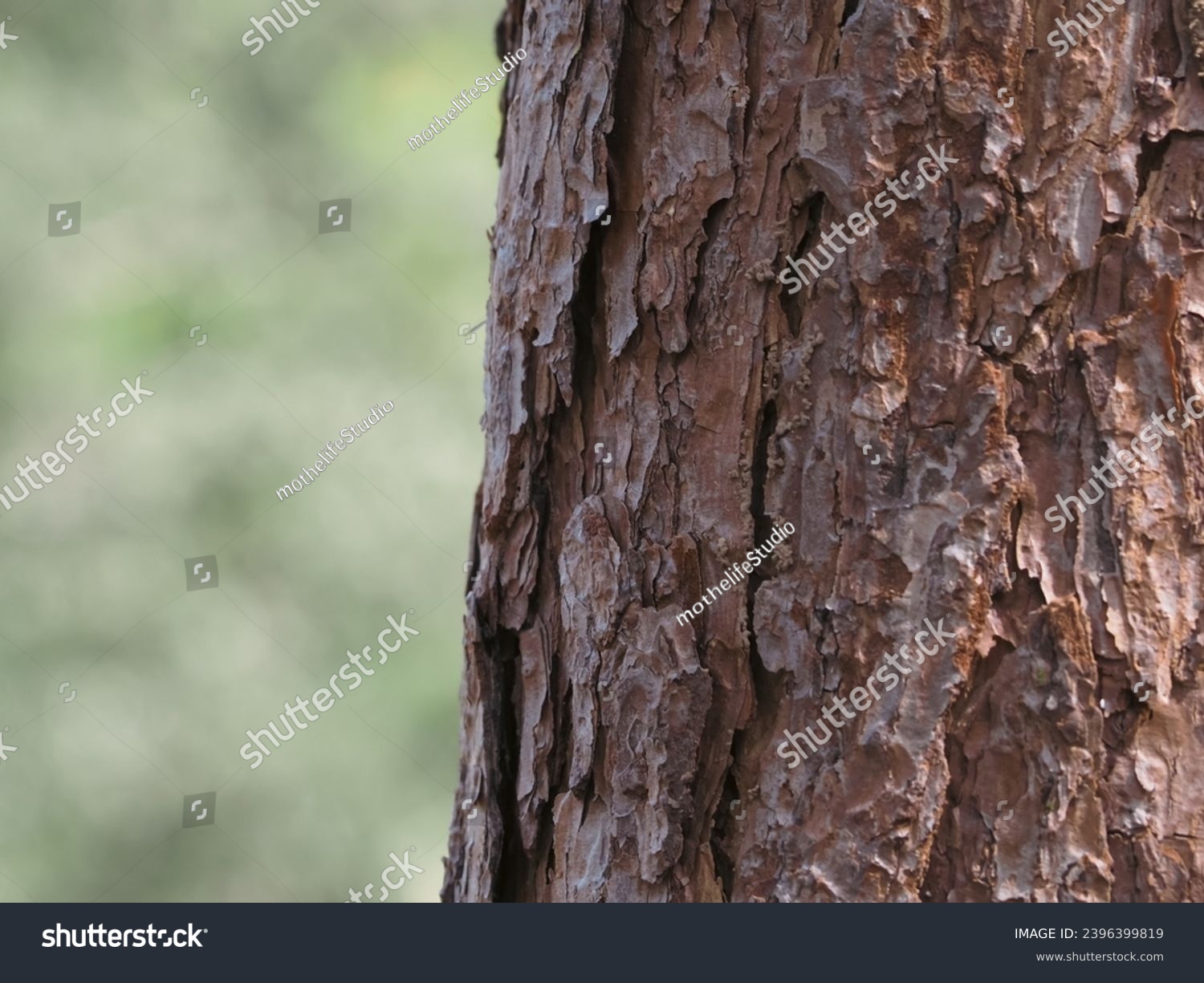 Close-up of pine tree texture in the forest for a natural background. #2396399819