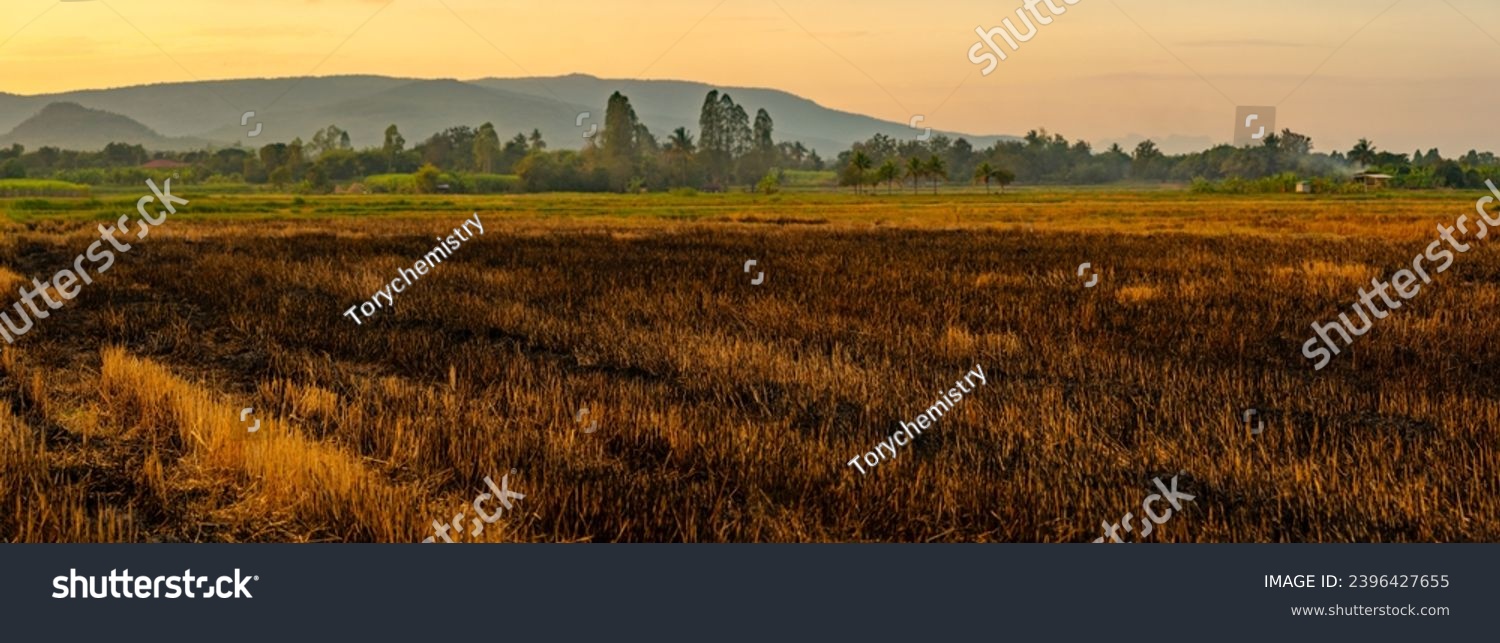 Rice field of fire burning rice straw of panorama view #2396427655