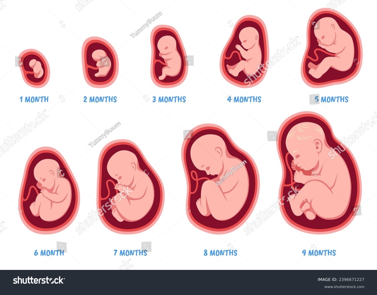 Stages of pregnancy. Fetal development process, - Royalty Free Stock ...