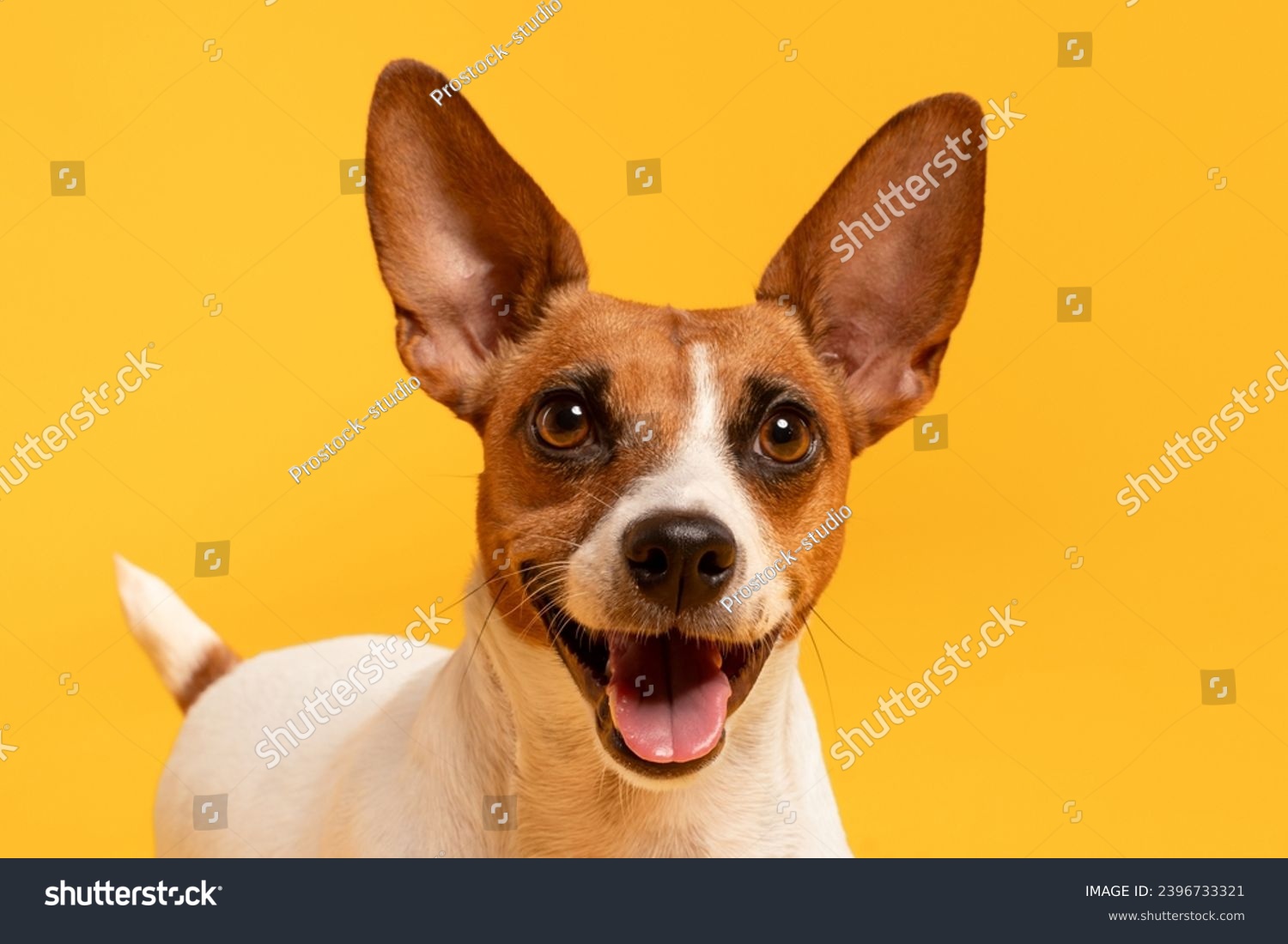 Closeup portrait captures the adorable Jack Russell Terrier standing proudly against a vibrant yellow background, perfect for pet clinic interiors #2396733321