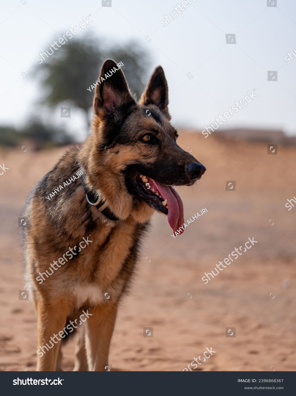 A police dog in the middle of the desert #2396868367