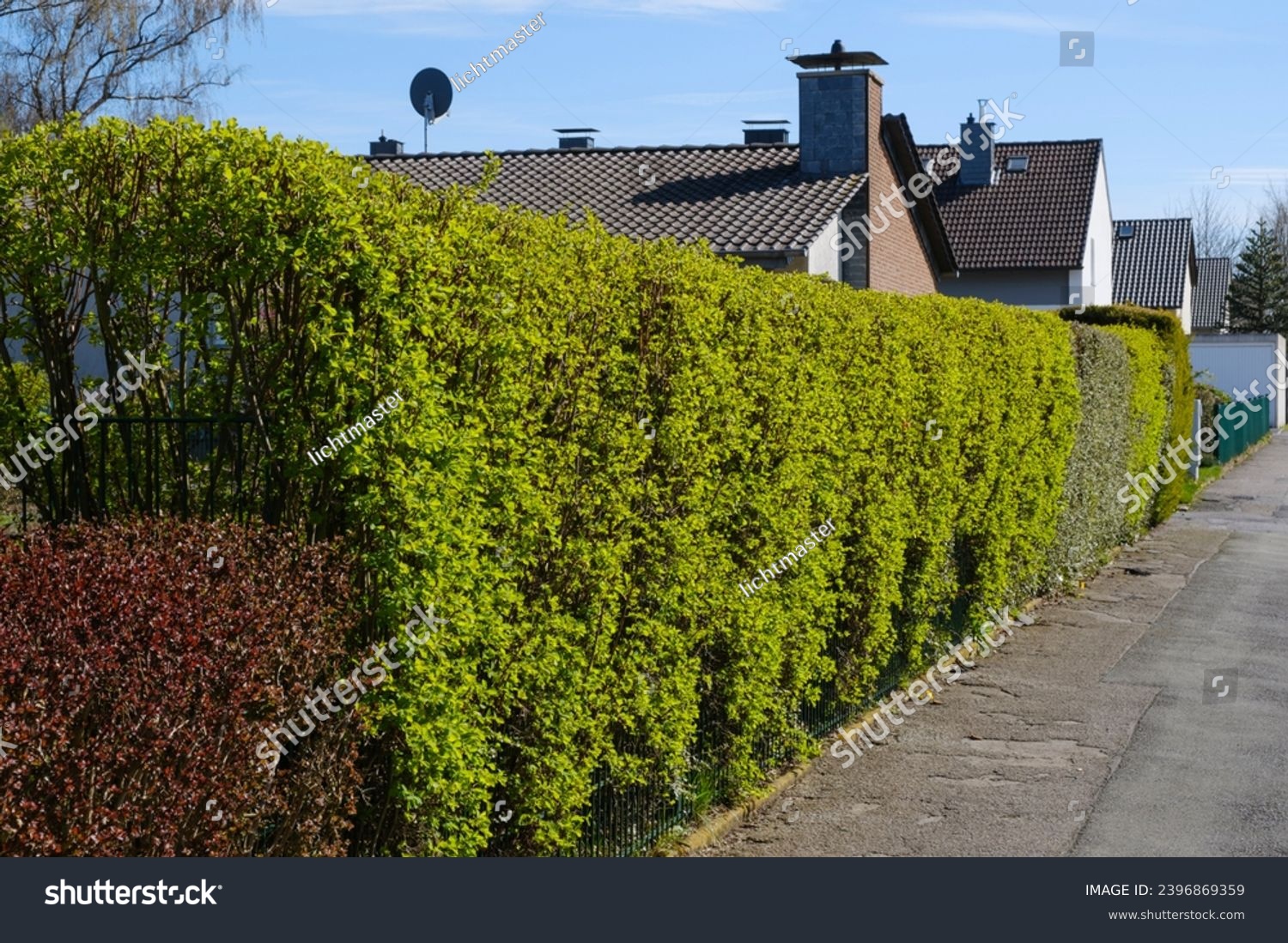 Green hedge in front of a property #2396869359
