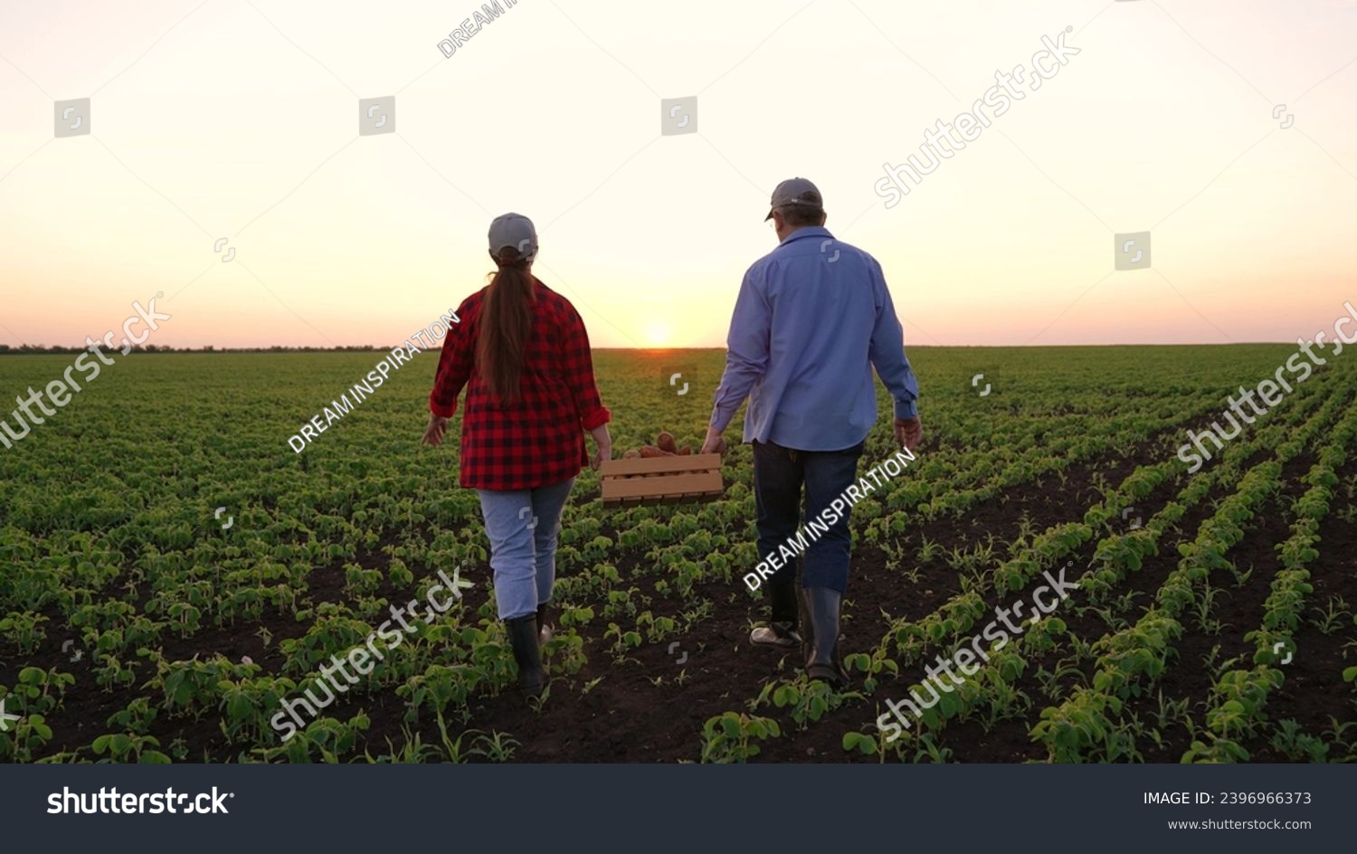 farmers carry vegetable harvest into field sunset. potato harvest season. small business agriculture. agronomist farmer field. agriculture concept. fresh vegetables for kitchen. businessmen boots sun. #2396966373