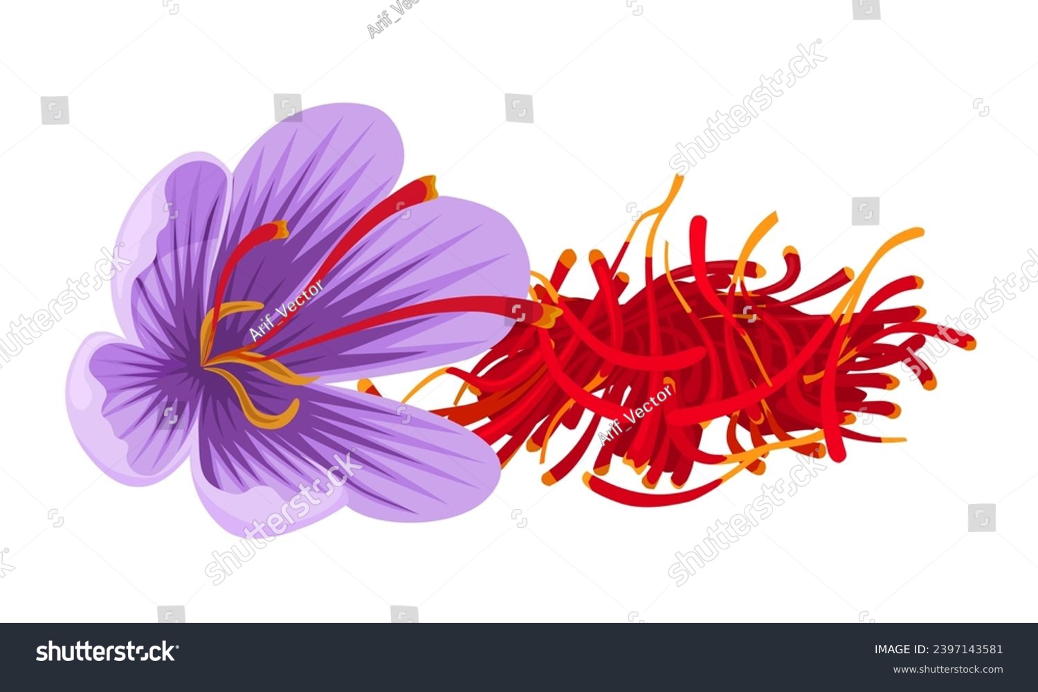 Vector illustration, Crocus sativus, commonly known as saffron crocus or autumn crocus, isolated on white background. #2397143581