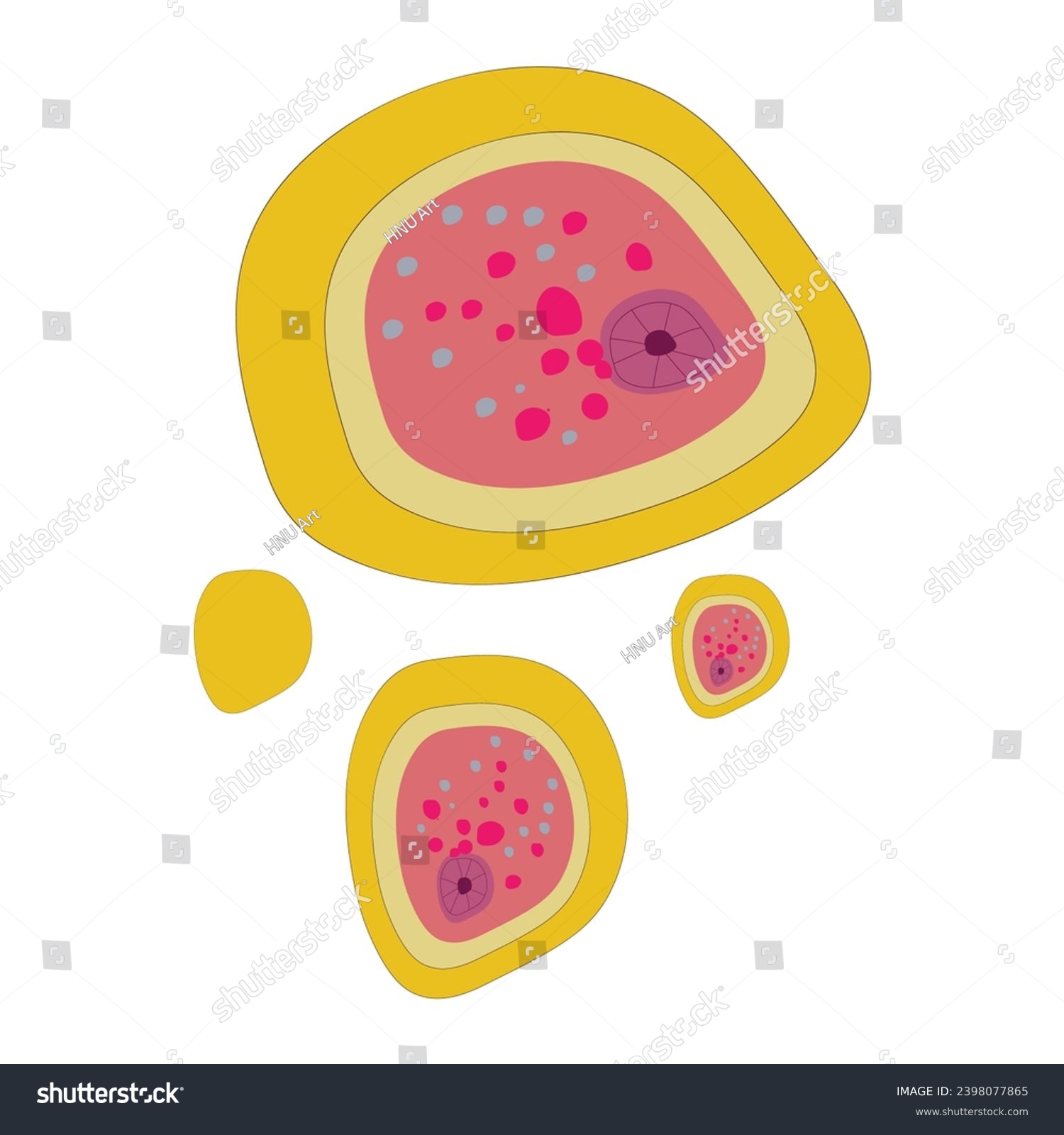 Typical Structure Of Entamoeba Histolytica Royalty Free Stock Vector 2398077865 5852