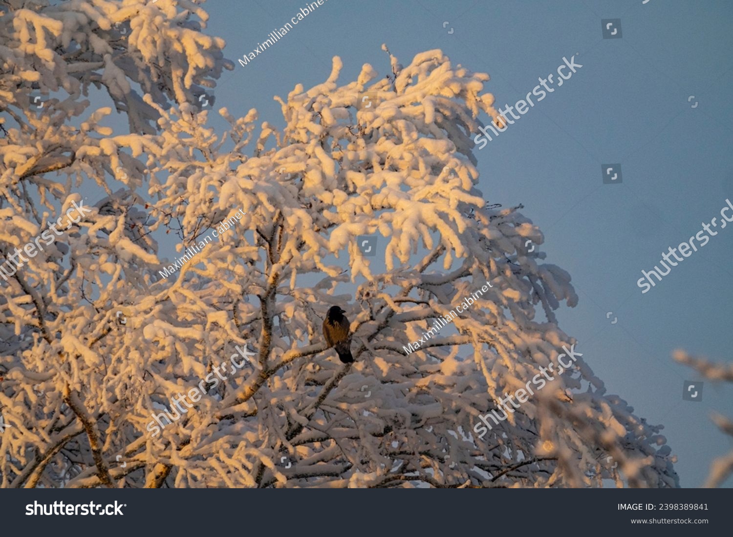 The real image of the Russian (Siberian) winter (bitterly cold). Birch trees covered with snow and white frost. A frozen crow on a branch. A frosty sunny day heady air. Suitable light #2398389841