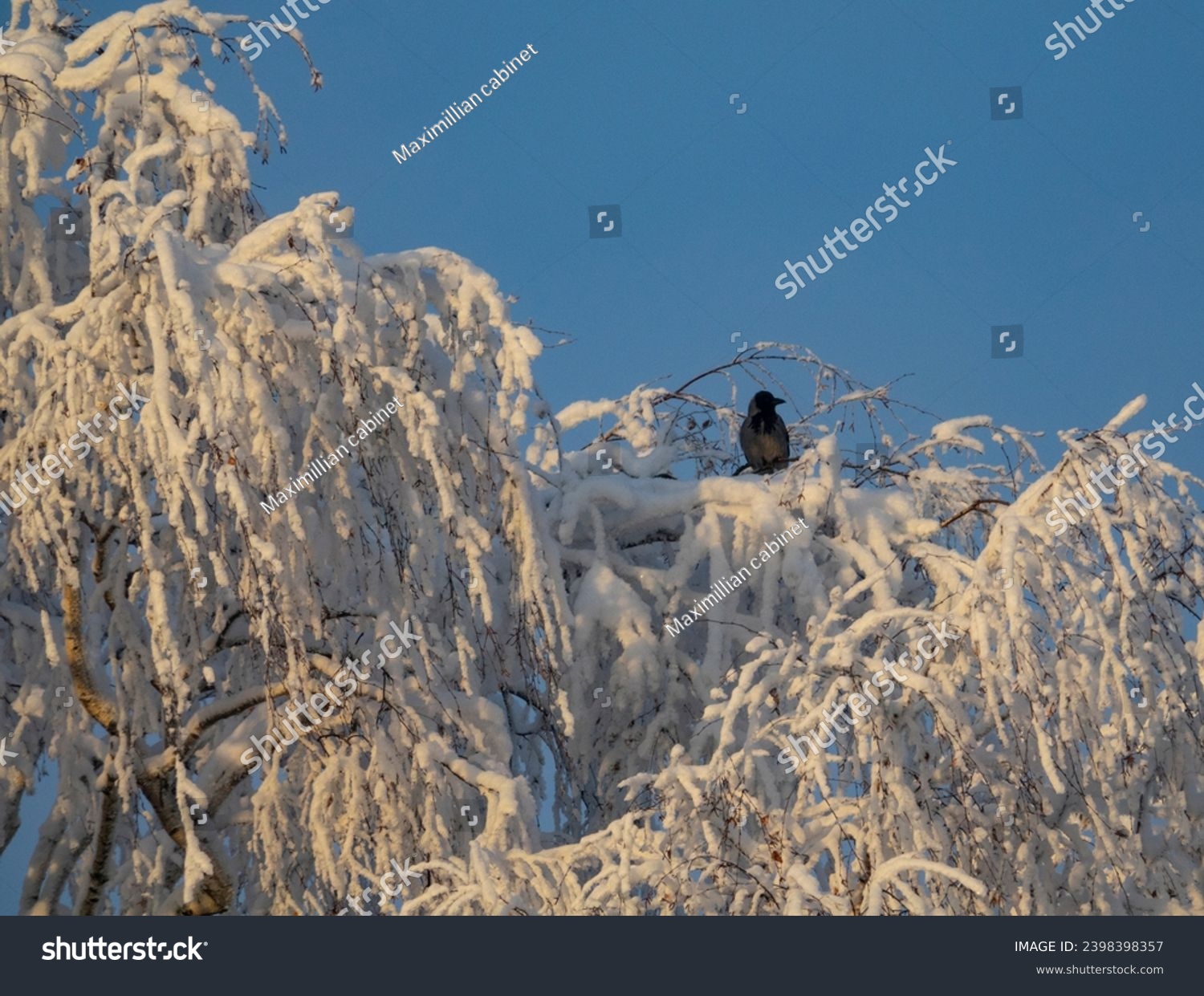 The real image of the Russian winter. Birch trees covered with snow and white frost. A frozen crow on a branch. A heady frosty sunny day #2398398357