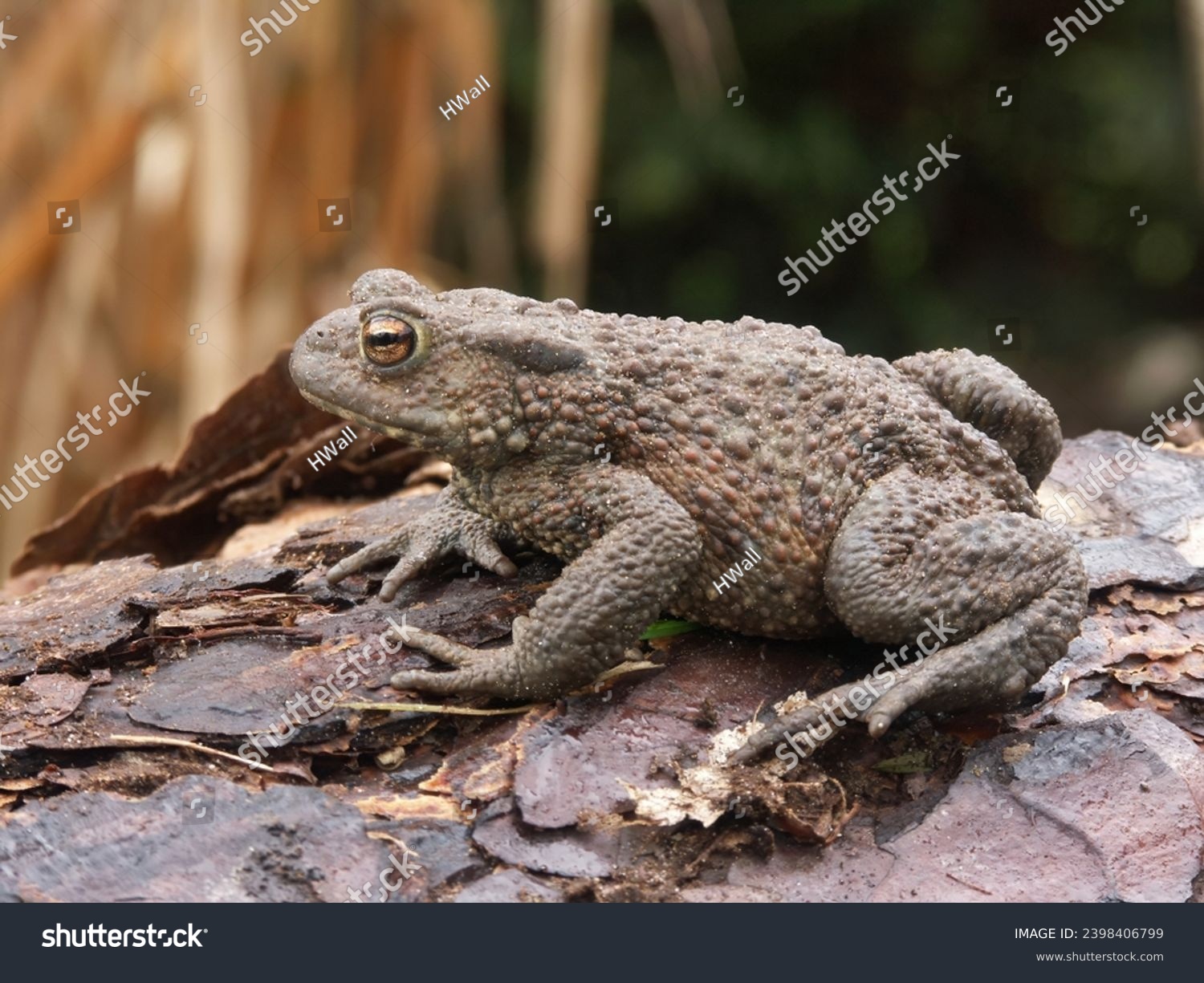Natural closeup on a female Common European toad, Bufo bufo from the garden #2398406799