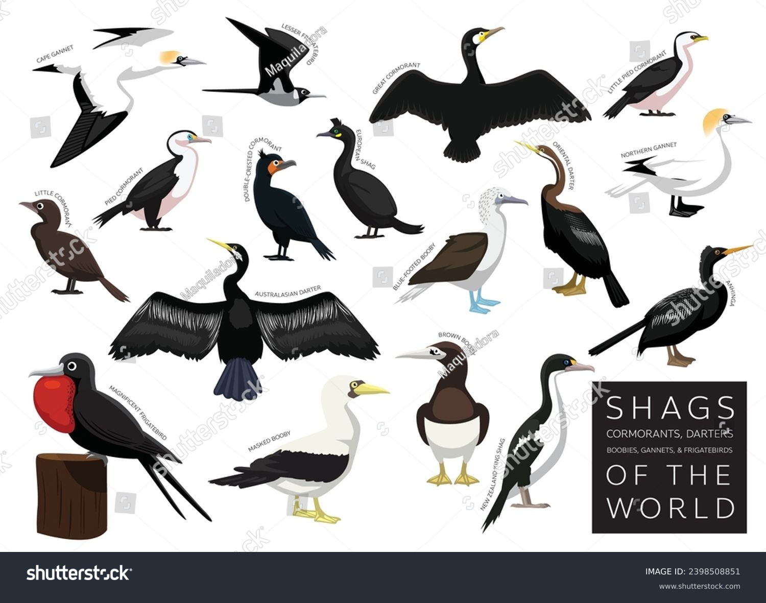 Birds Shag Cormorant Darter Gannet Booby - Royalty Free Stock Vector ...