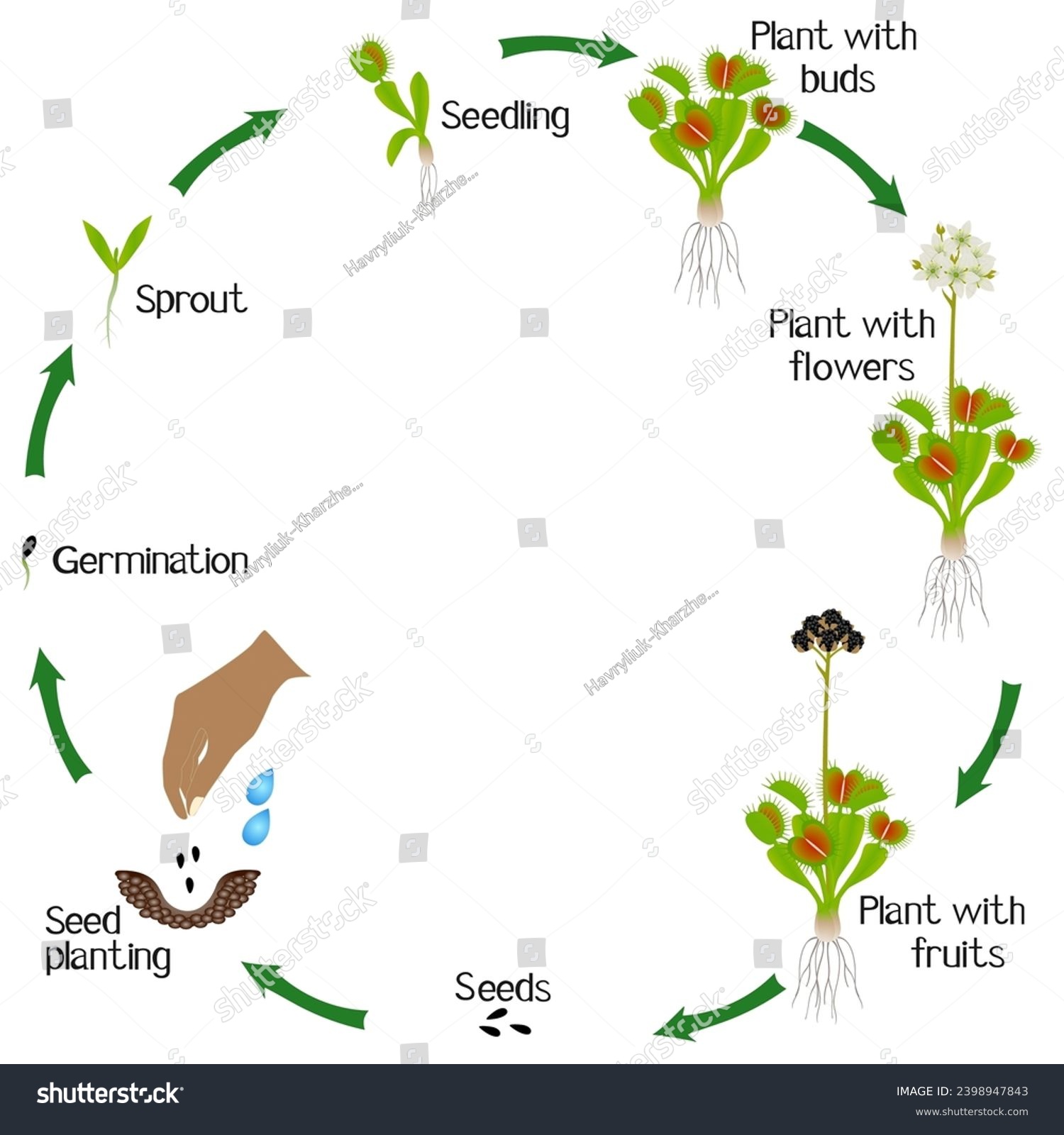 A growth cycle of venus flytrap plant on a white - Royalty Free Stock ...