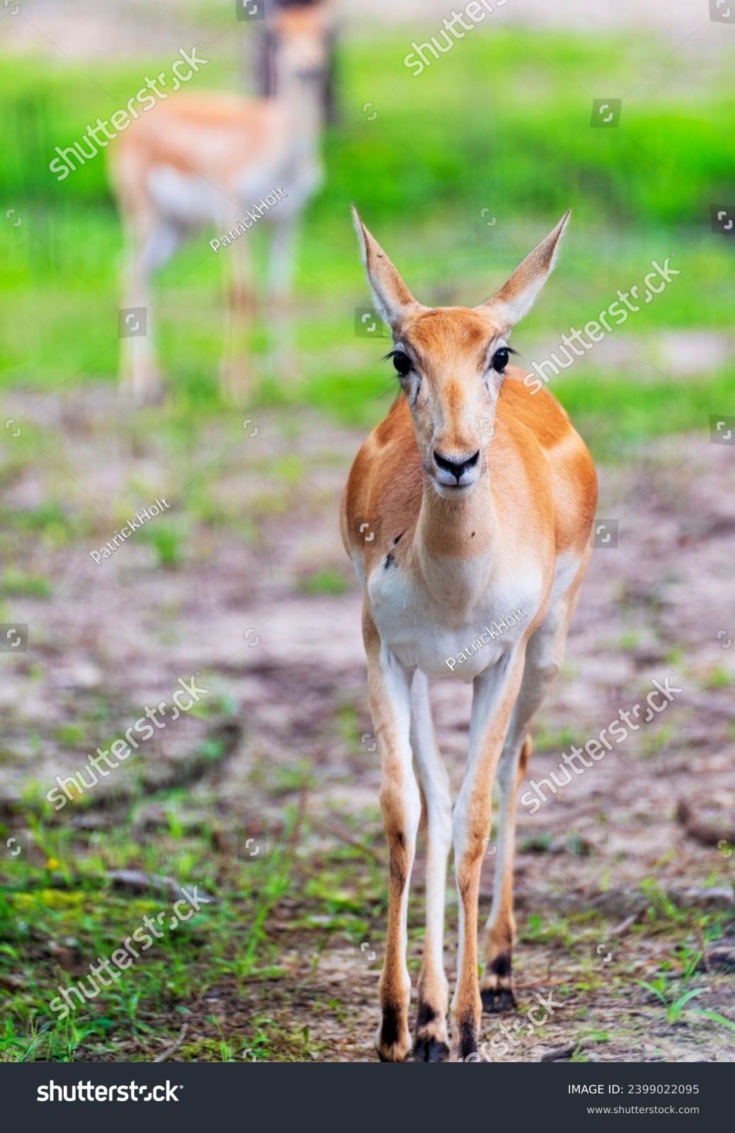 Small blackbuck antelope doe looking at viewer #2399022095